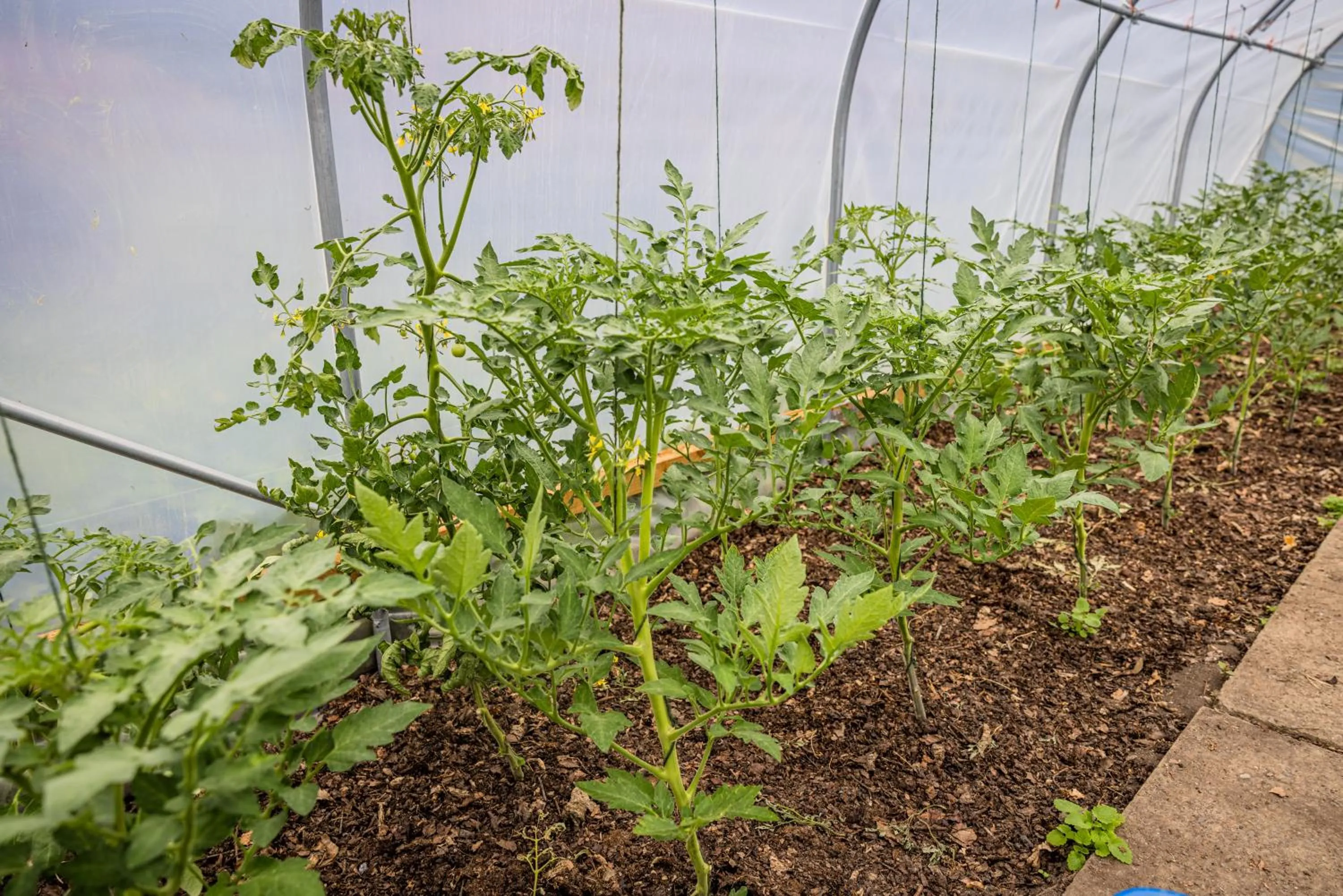 Food close-up in Horsted Place Hotel