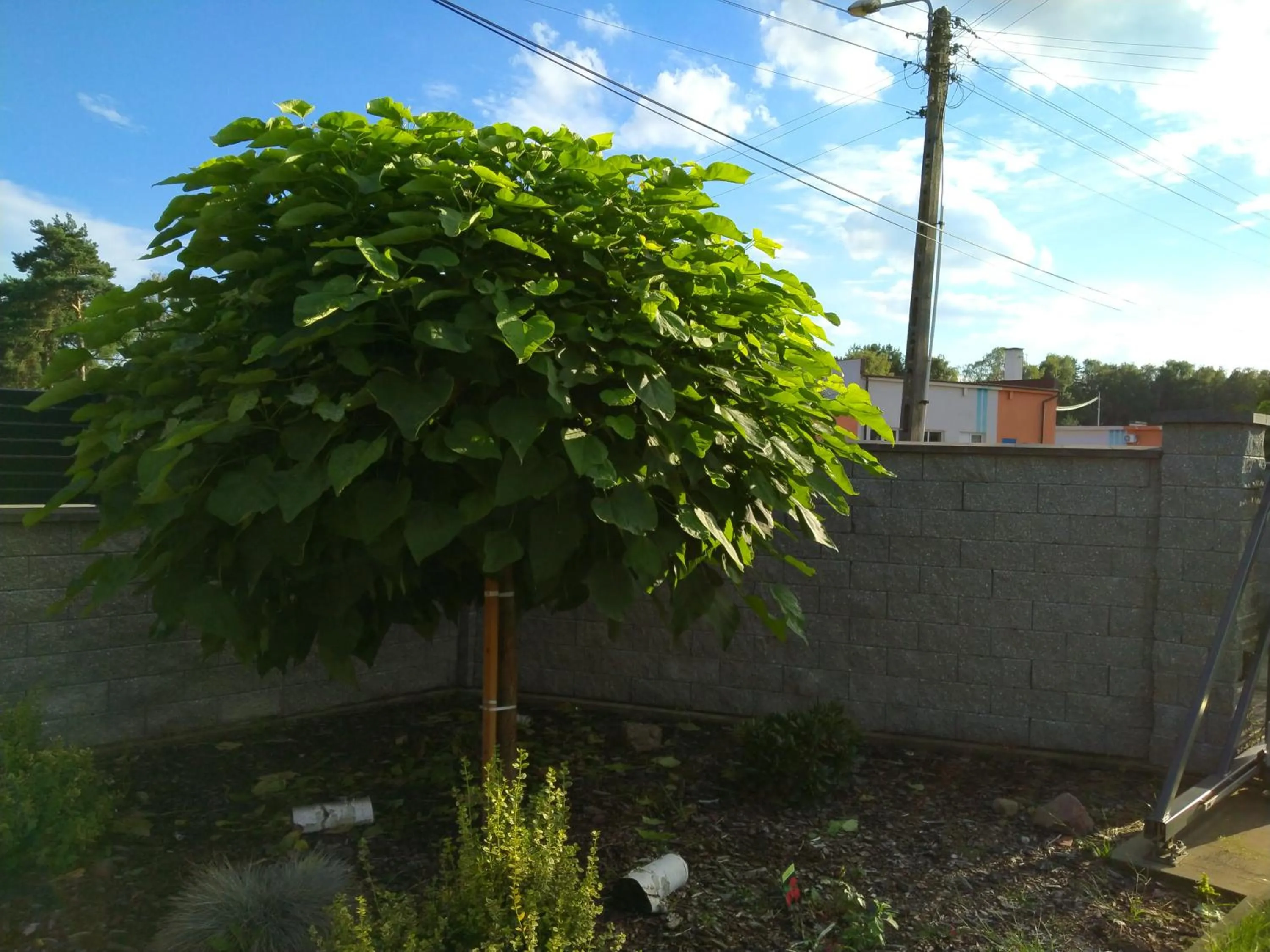 Garden in Domki całoroczne Panamera