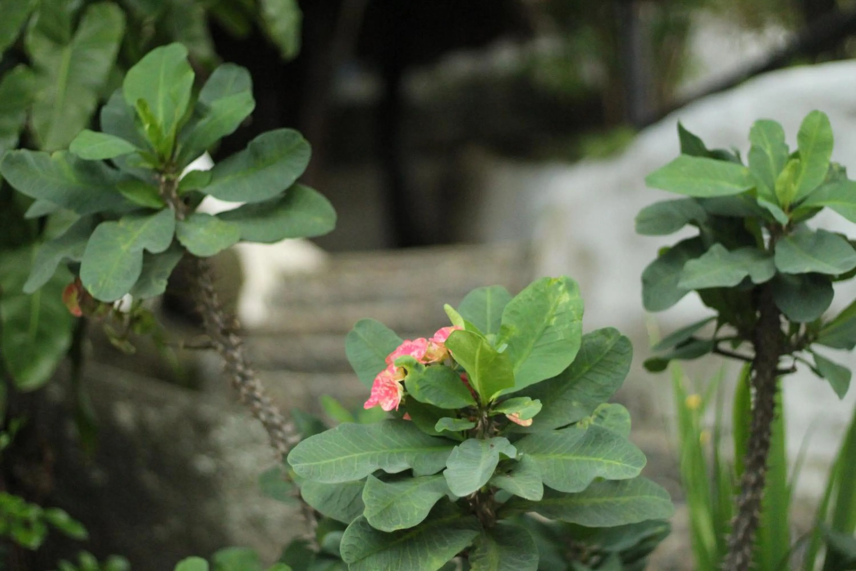 Garden in Hostal Villa Cata