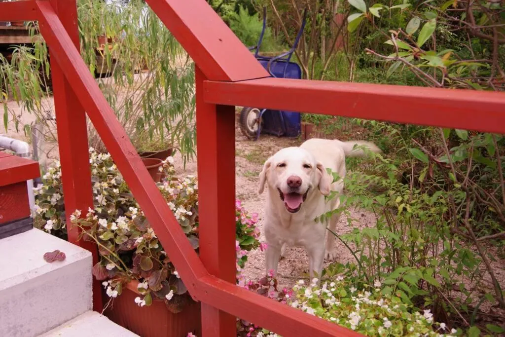 Pets in Miyajima Breeze