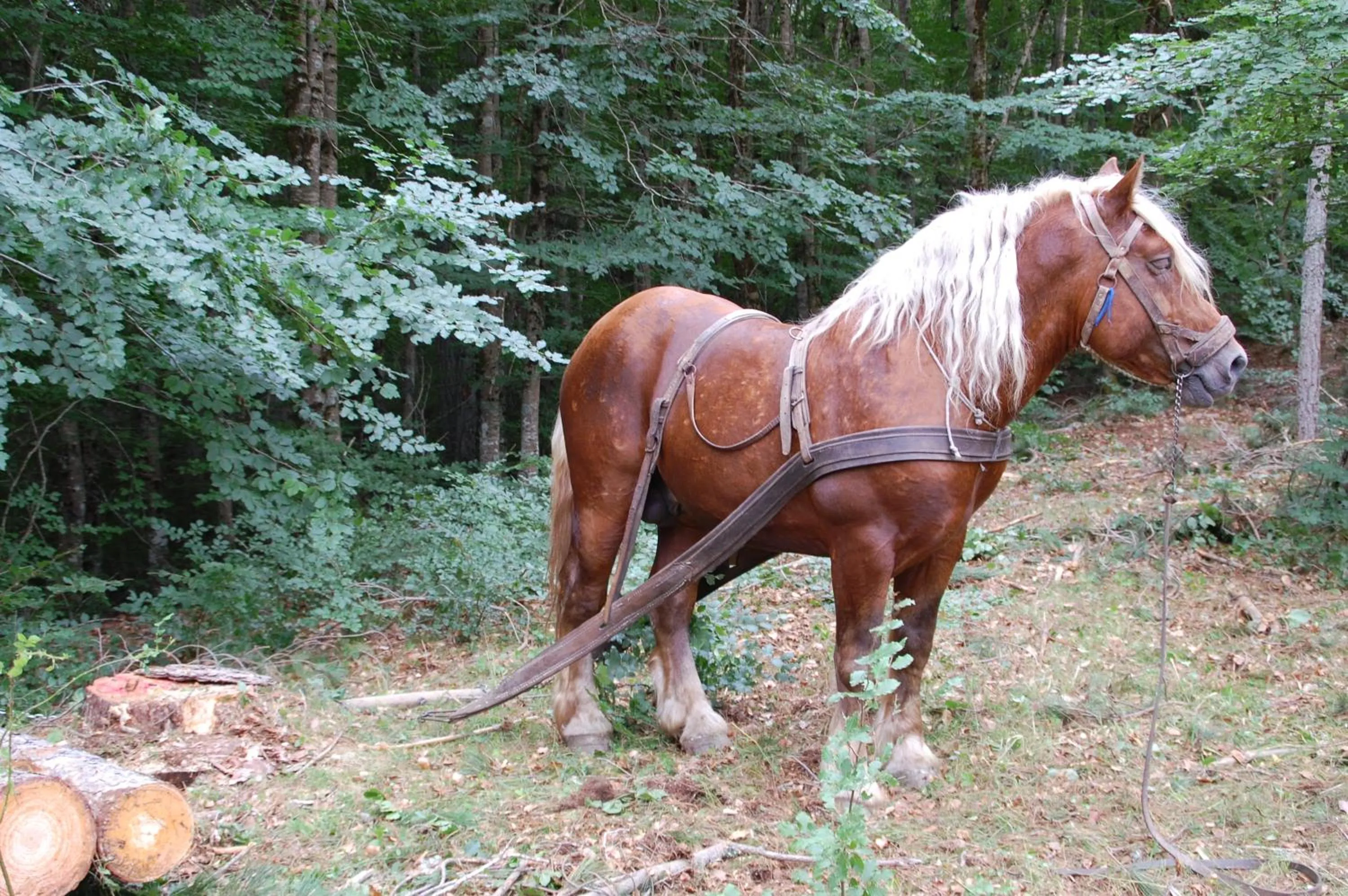 Rifugio Casello Margherita