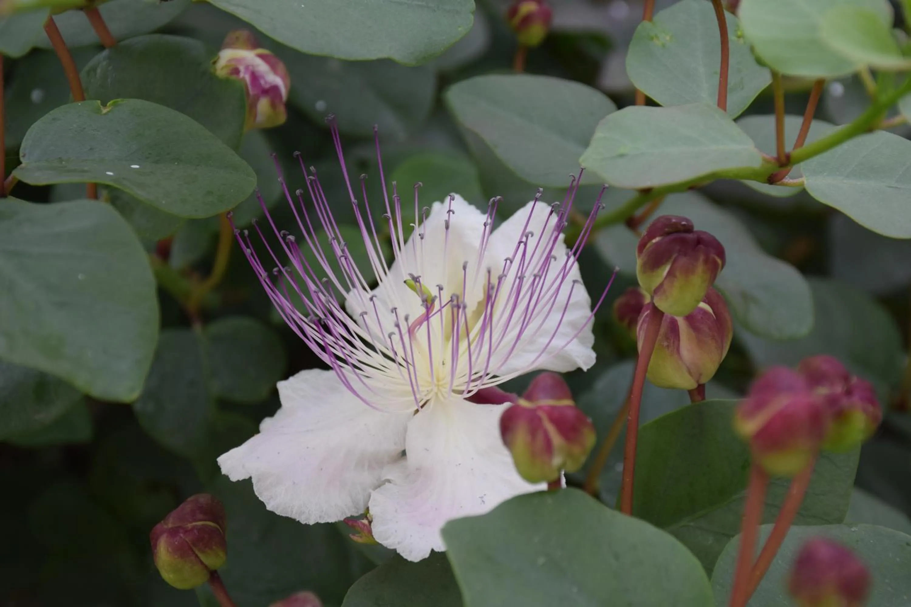 Decorative detail in Argeste Club Vacanze
