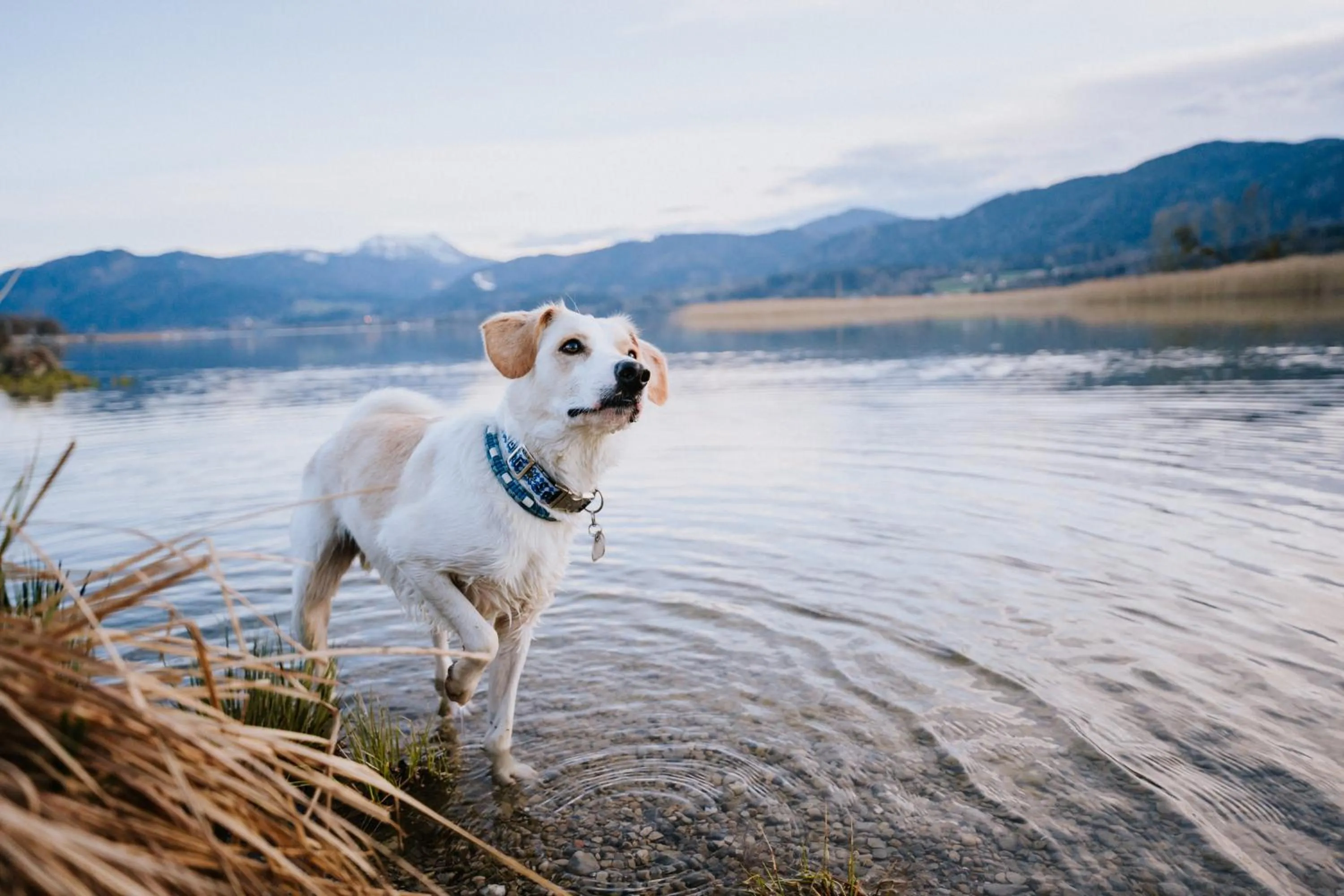 Pets in Schnitzers Dahoam - Hundefreundlich