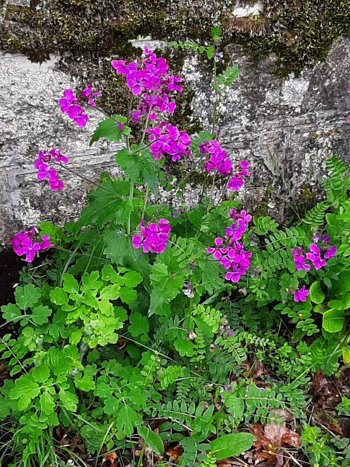Natural landscape in Chateau Sourliavoux, appartement en chambres d'hôtes