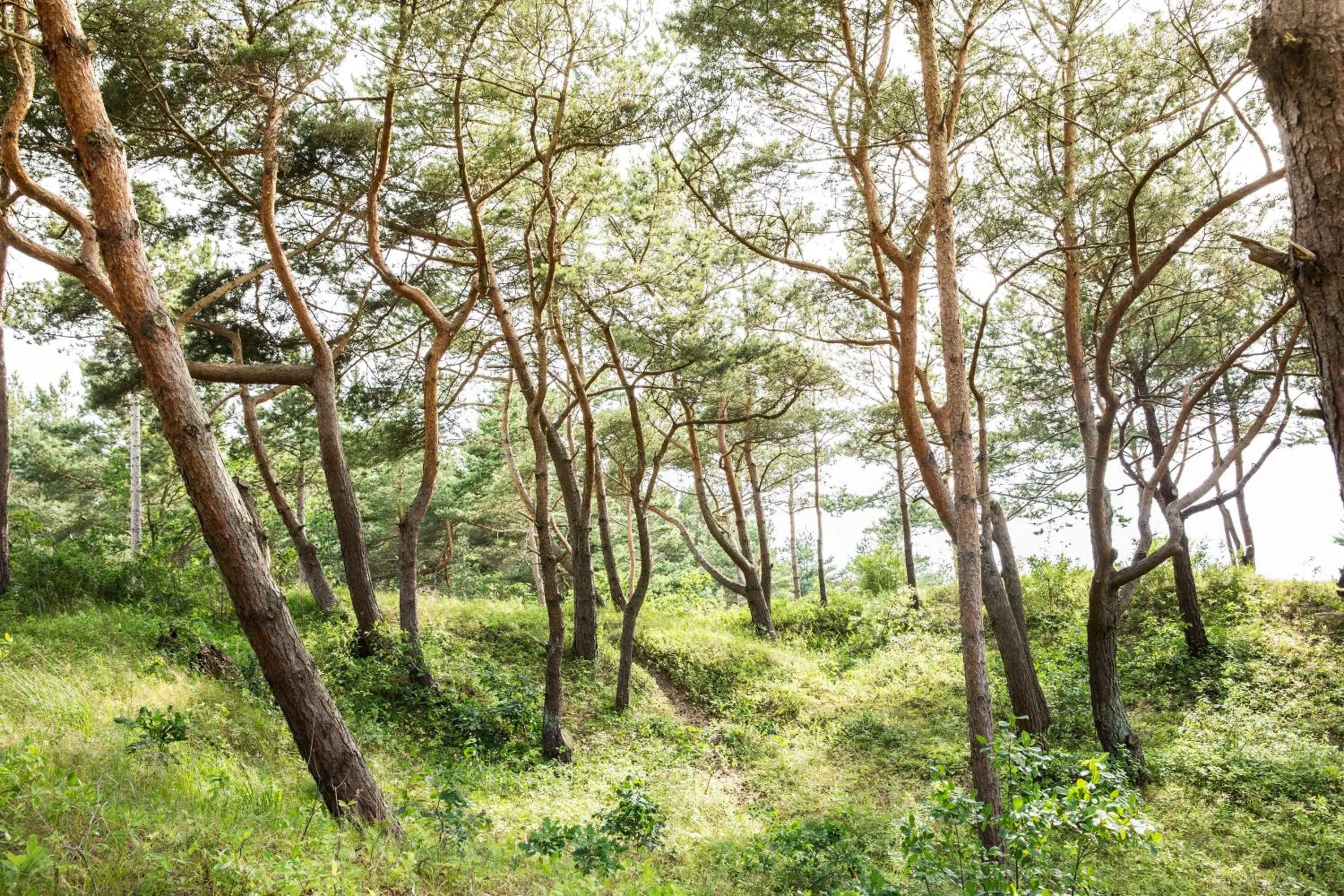 Natural landscape in Strandhotel Dünenmeer - Adults only