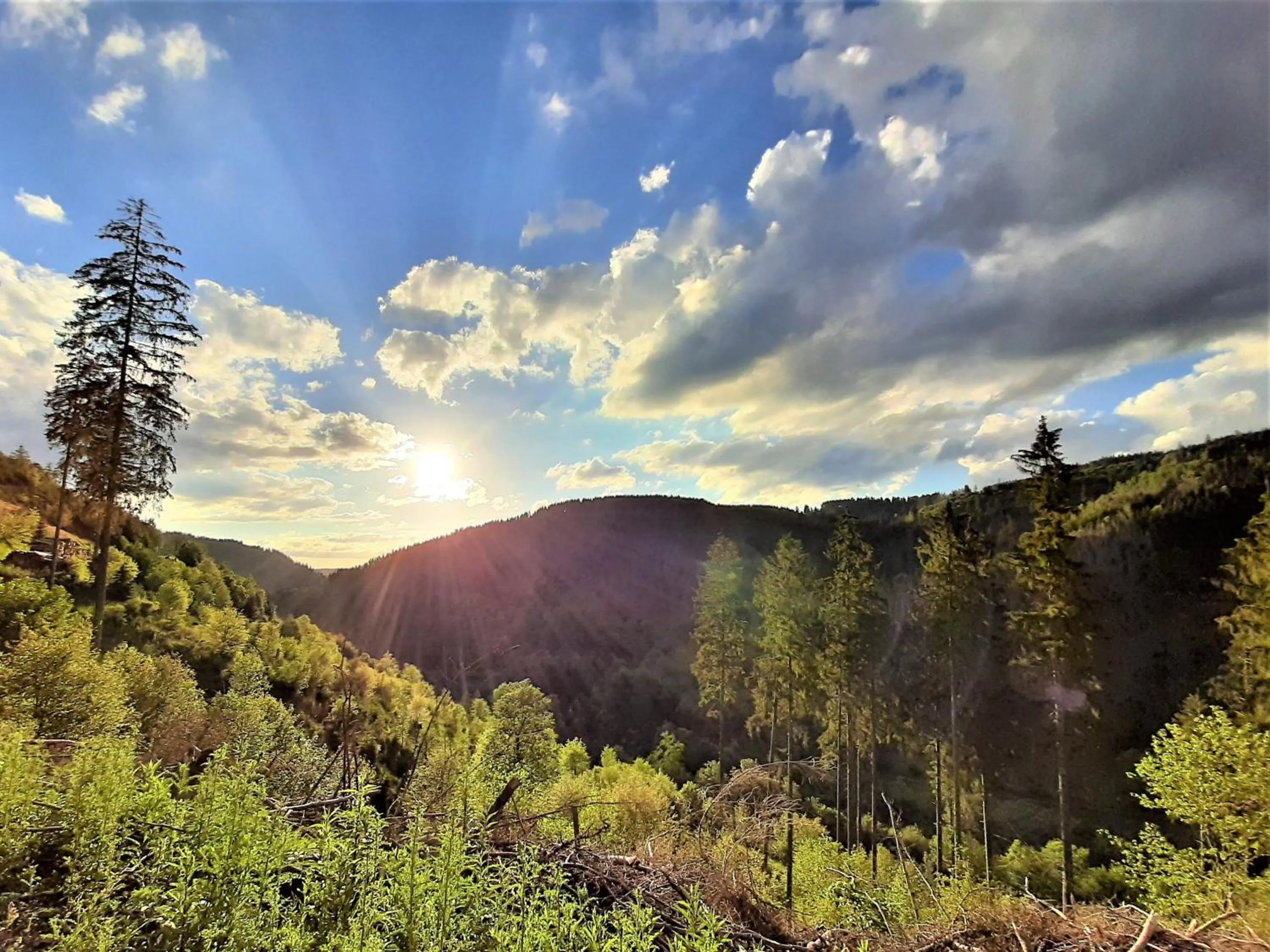 Skiing in Harz hotel Iris