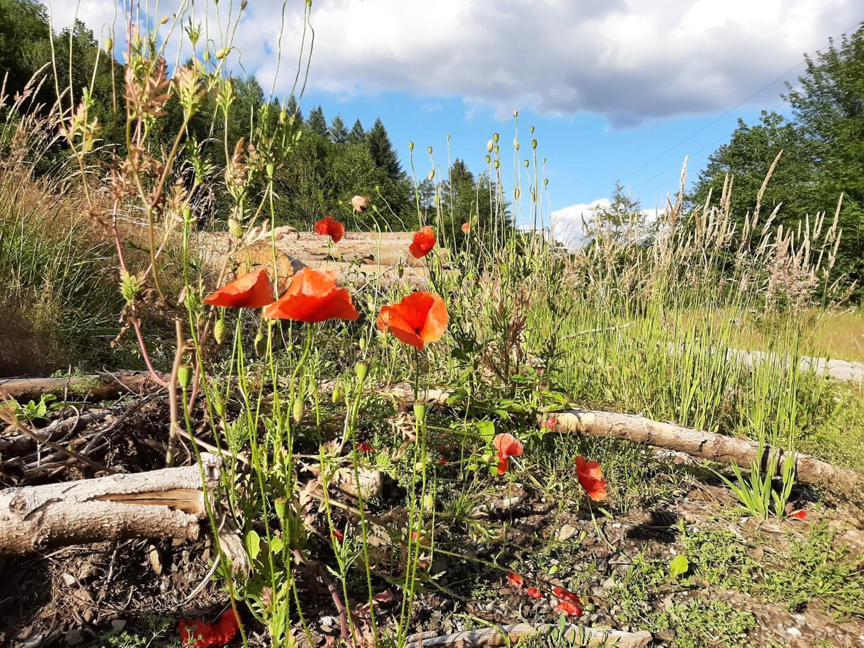 Other in Harz hotel Iris