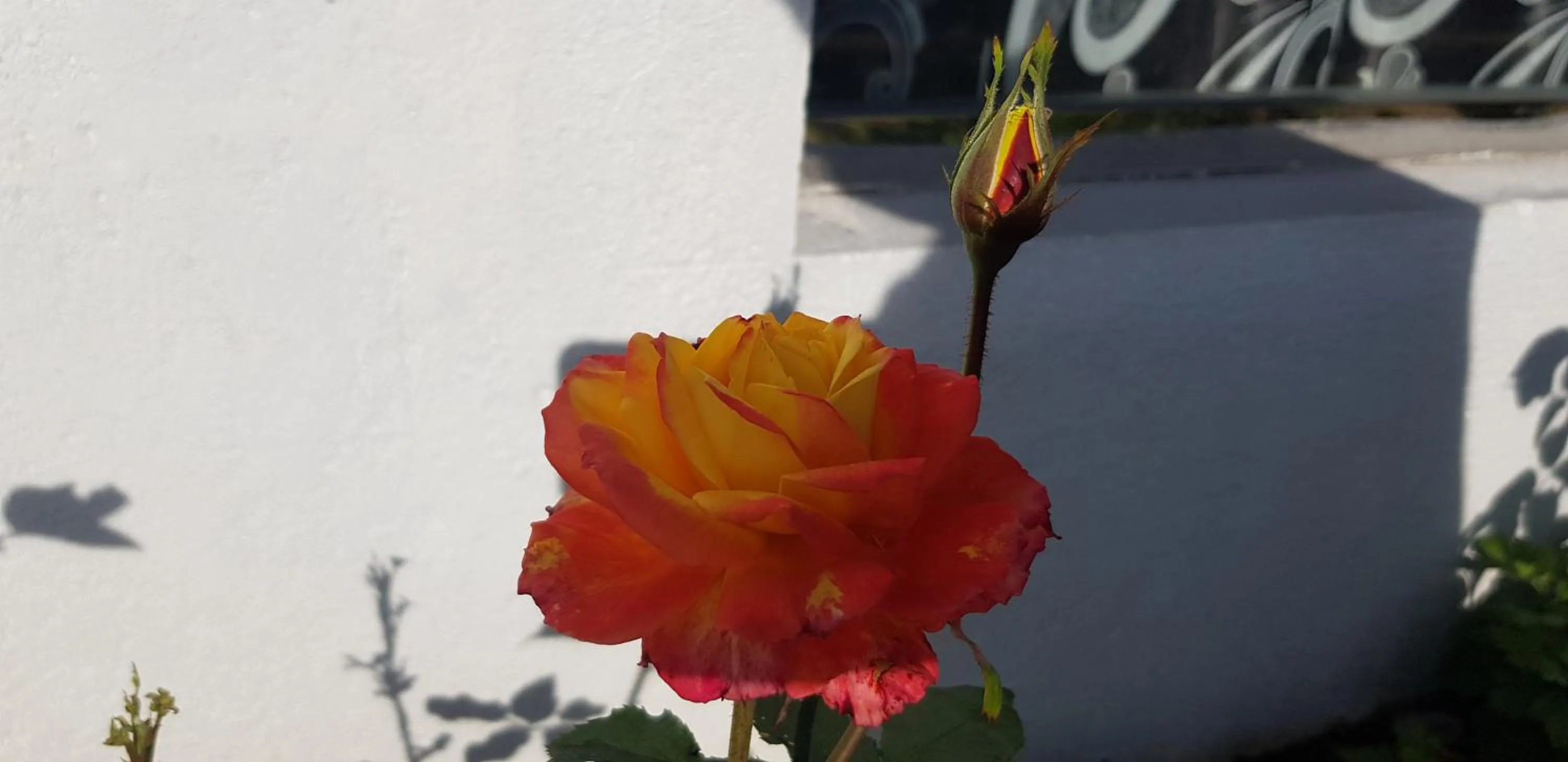 Garden in Hotel ColdWorld