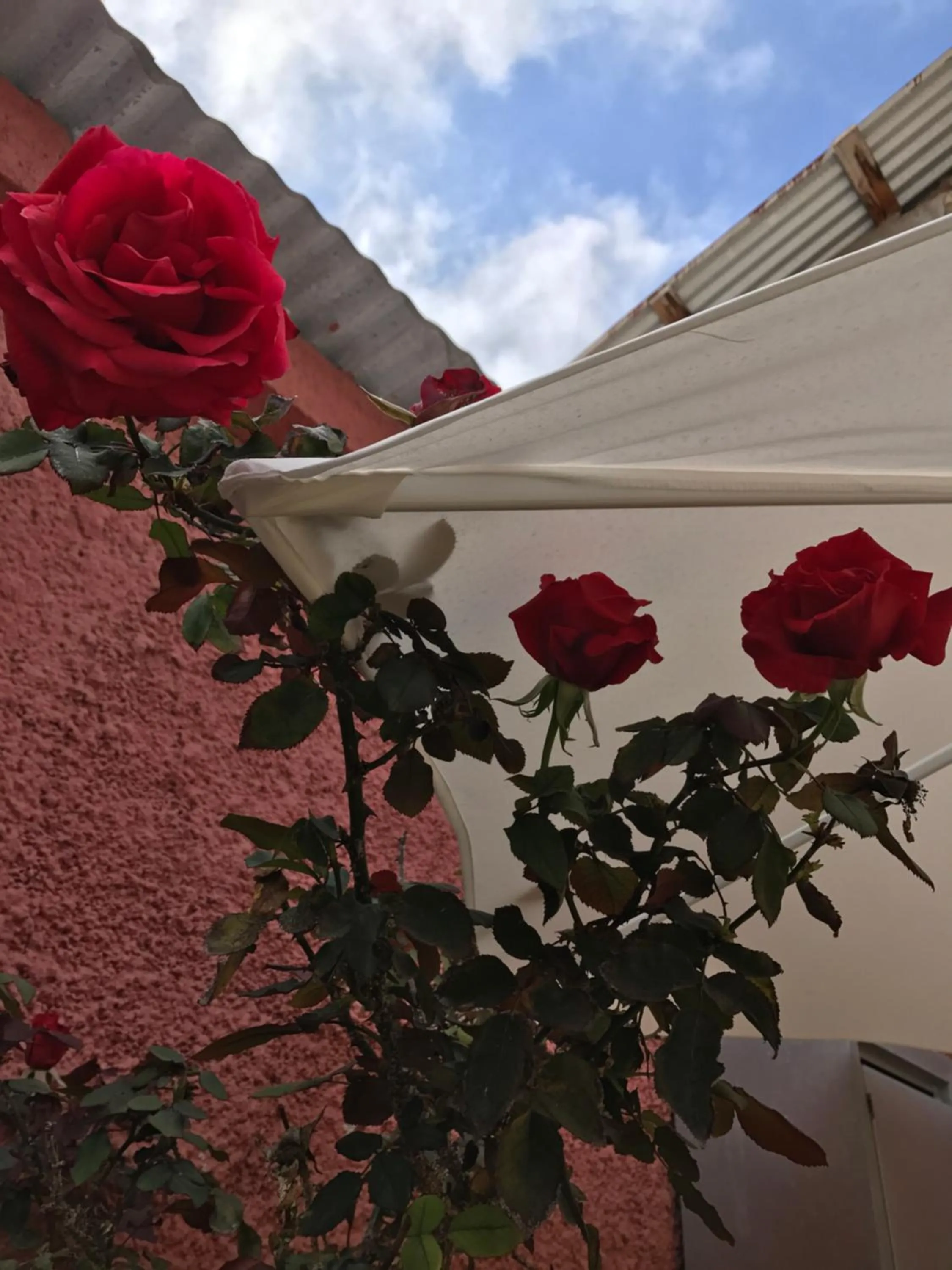 Balcony/Terrace in Hostal Avenue