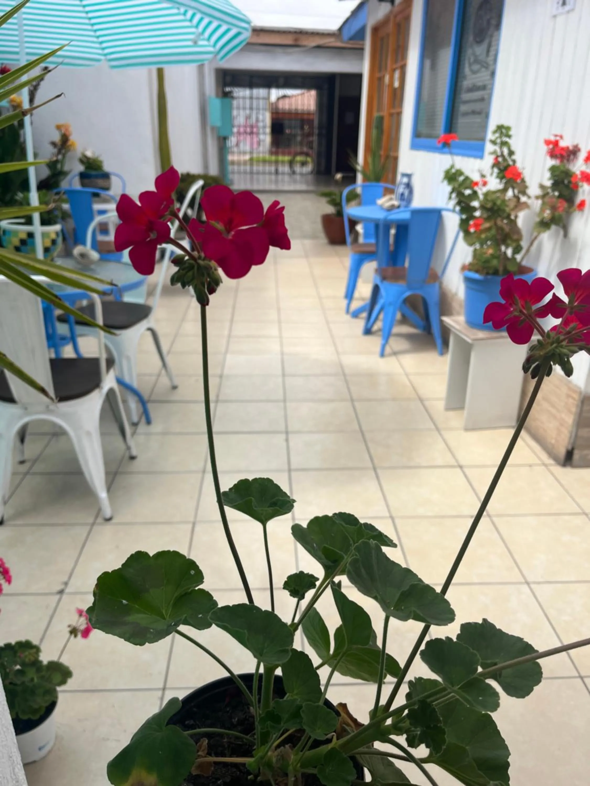 Balcony/Terrace in Hostal Avenue