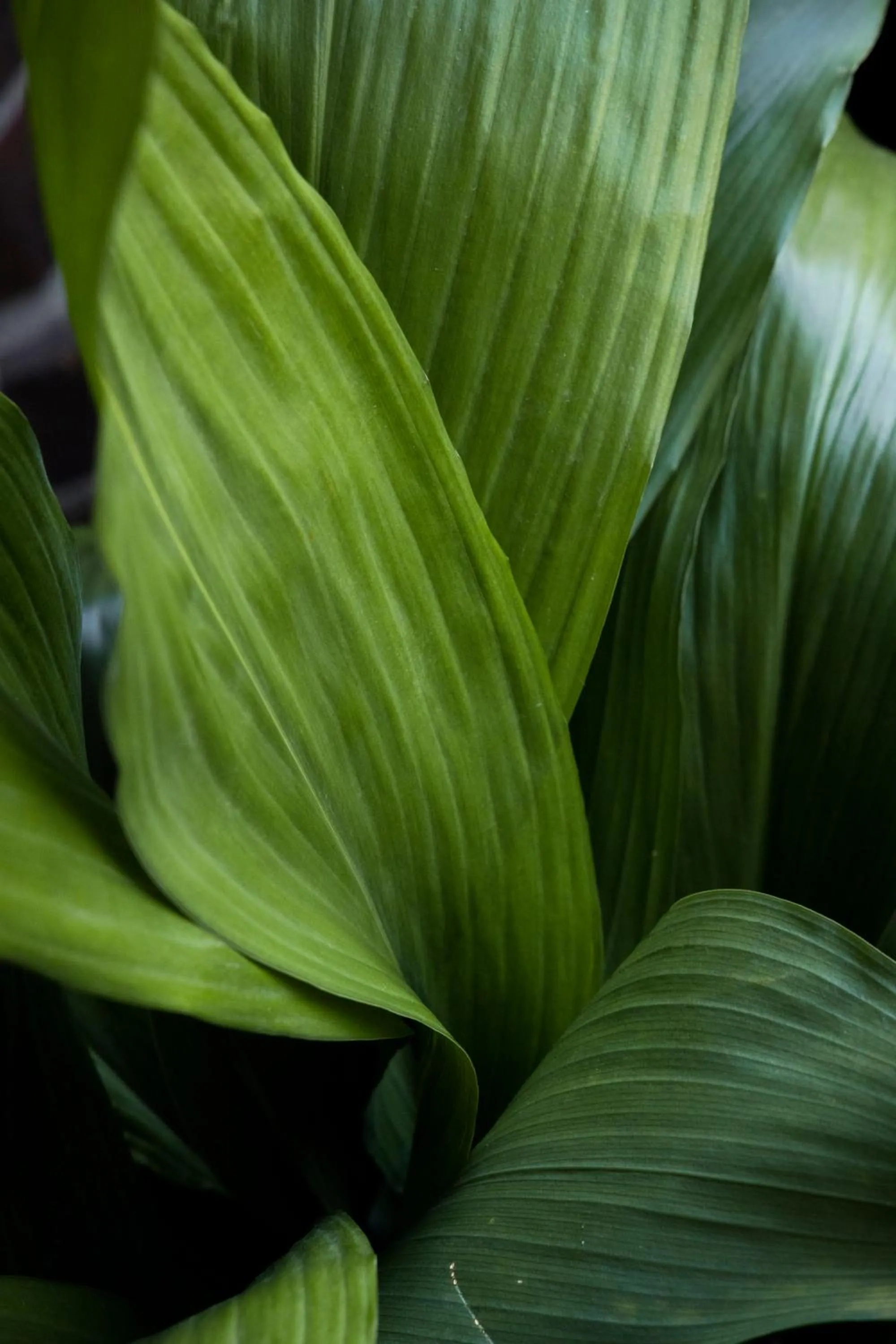 Area and facilities in The Alison Randwick
