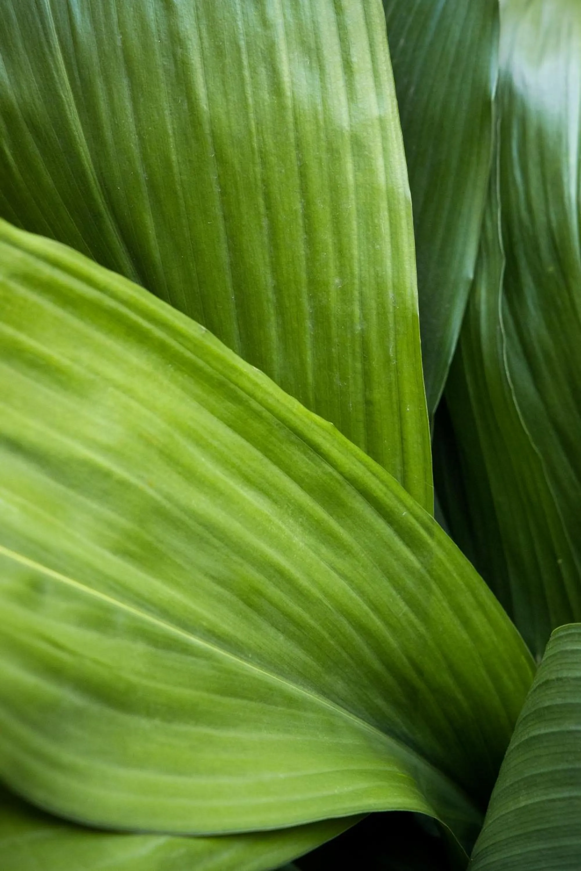 Area and facilities in The Alison Randwick