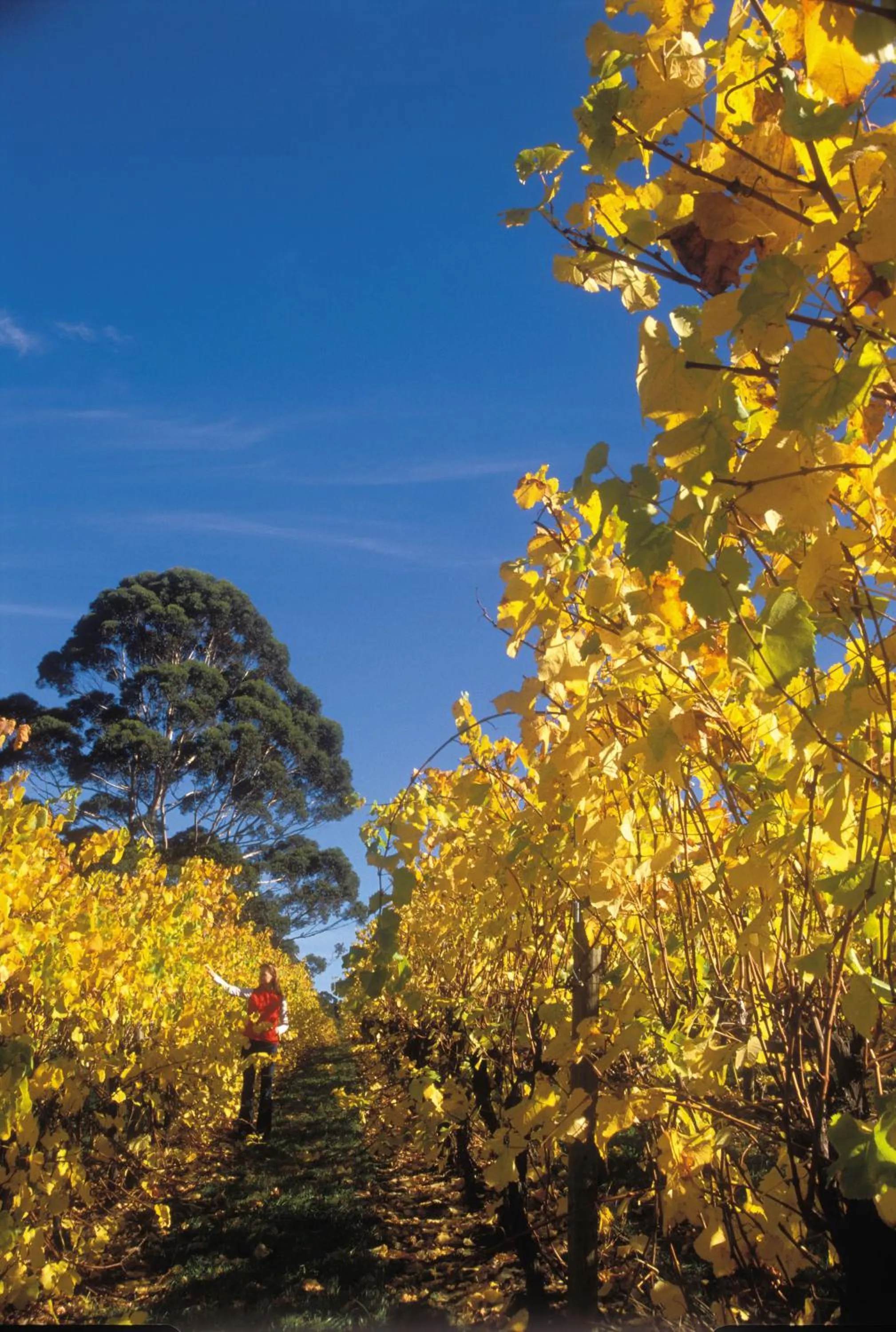 Activities in Margaret River Tourist Park