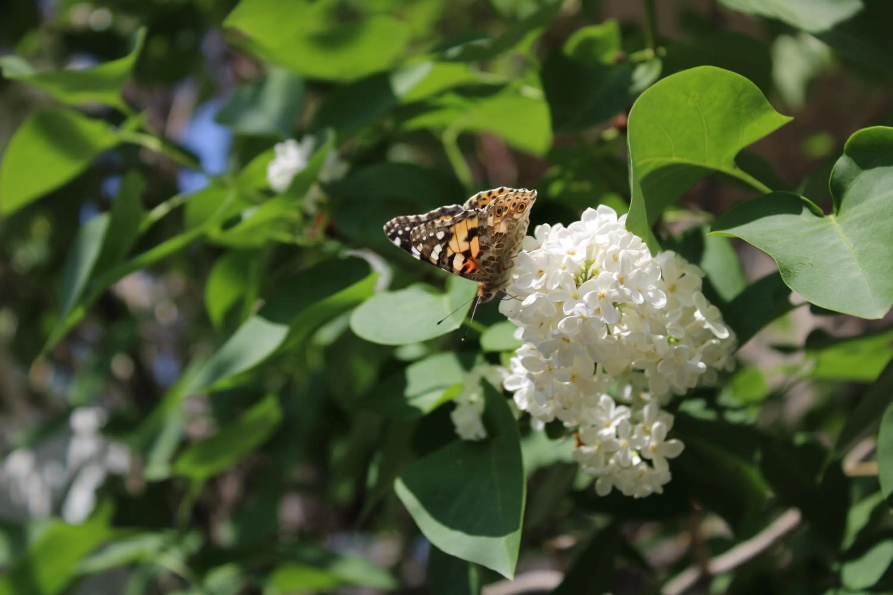 Spring in JR's House