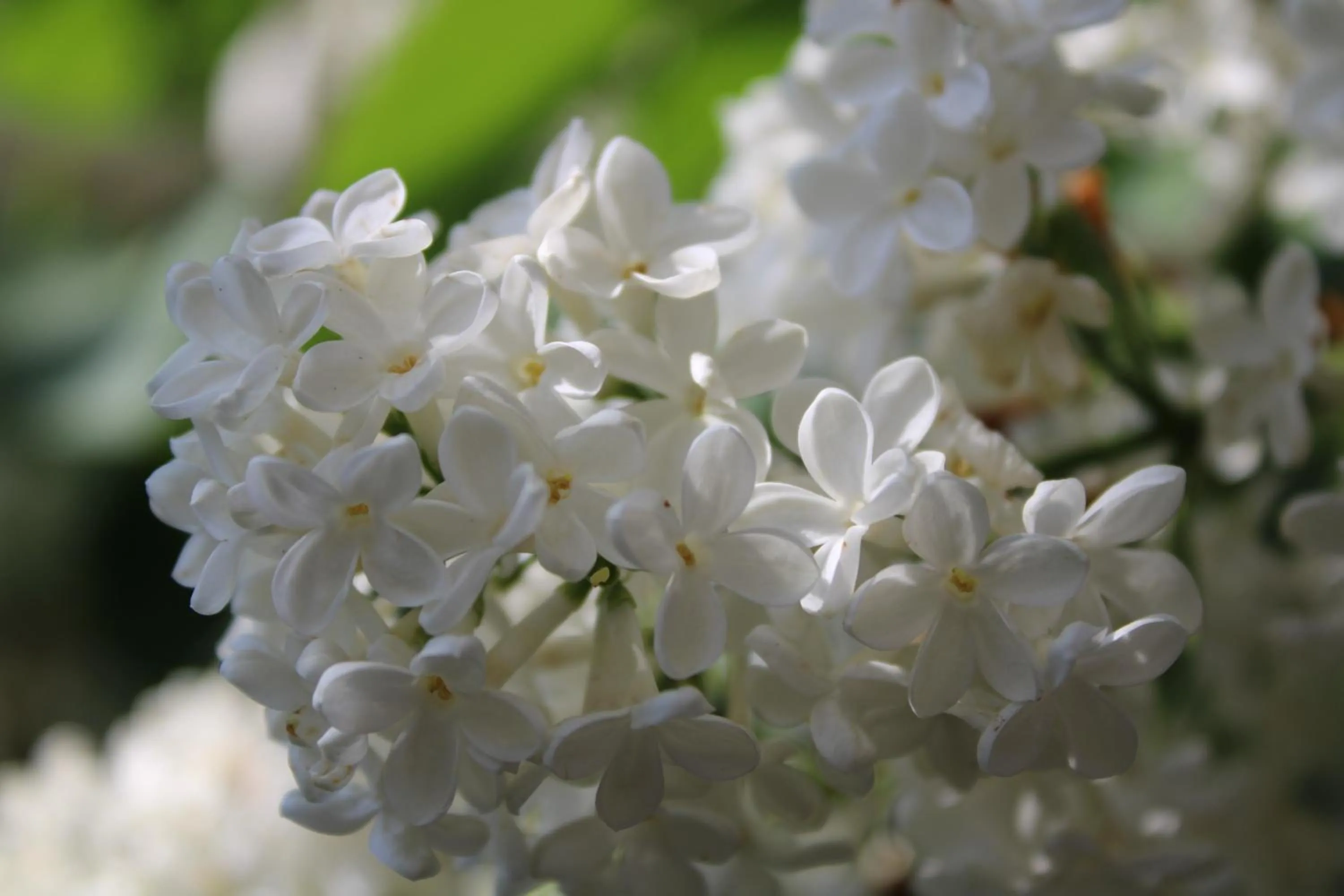 Garden in JR's House