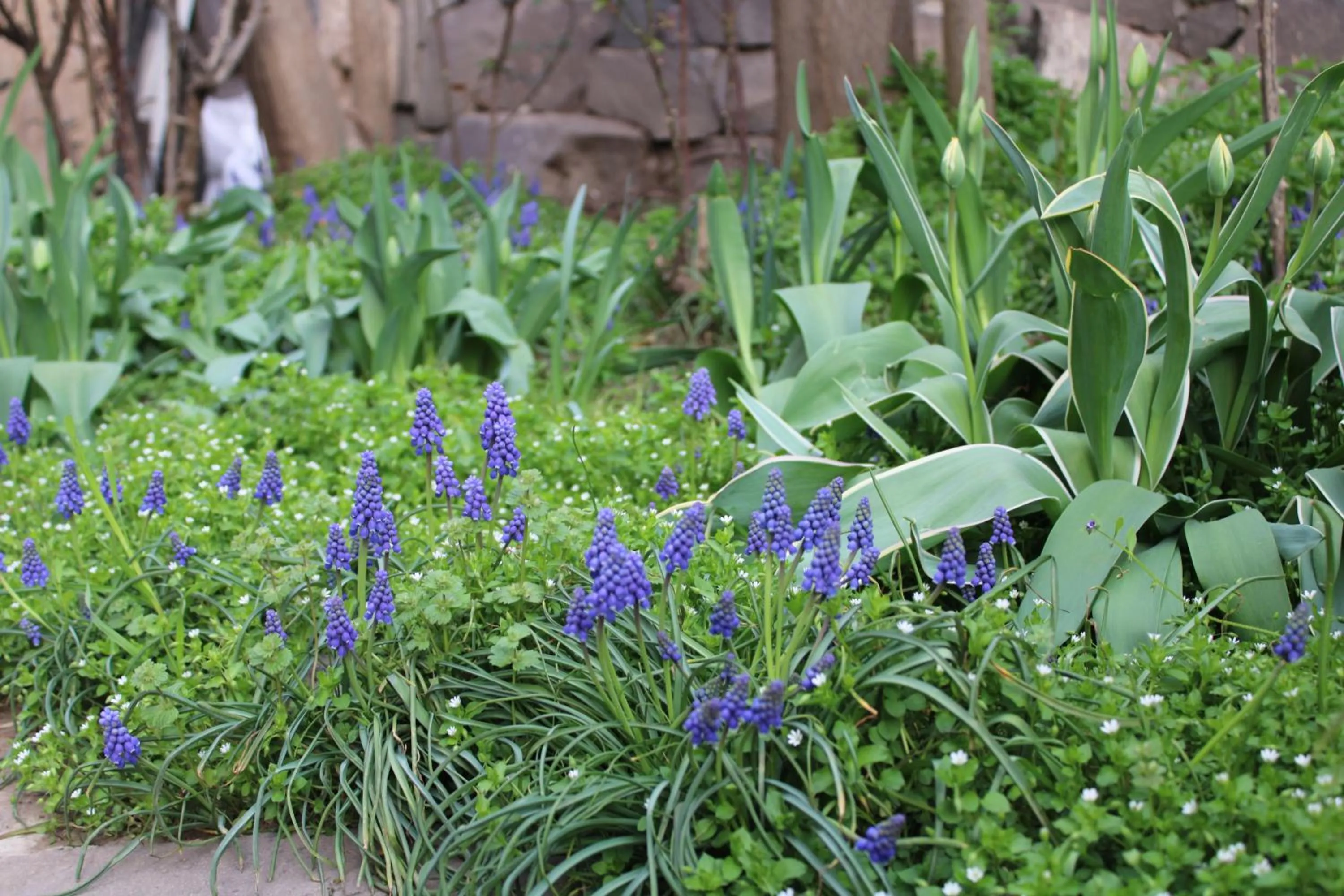 Garden in JR's House