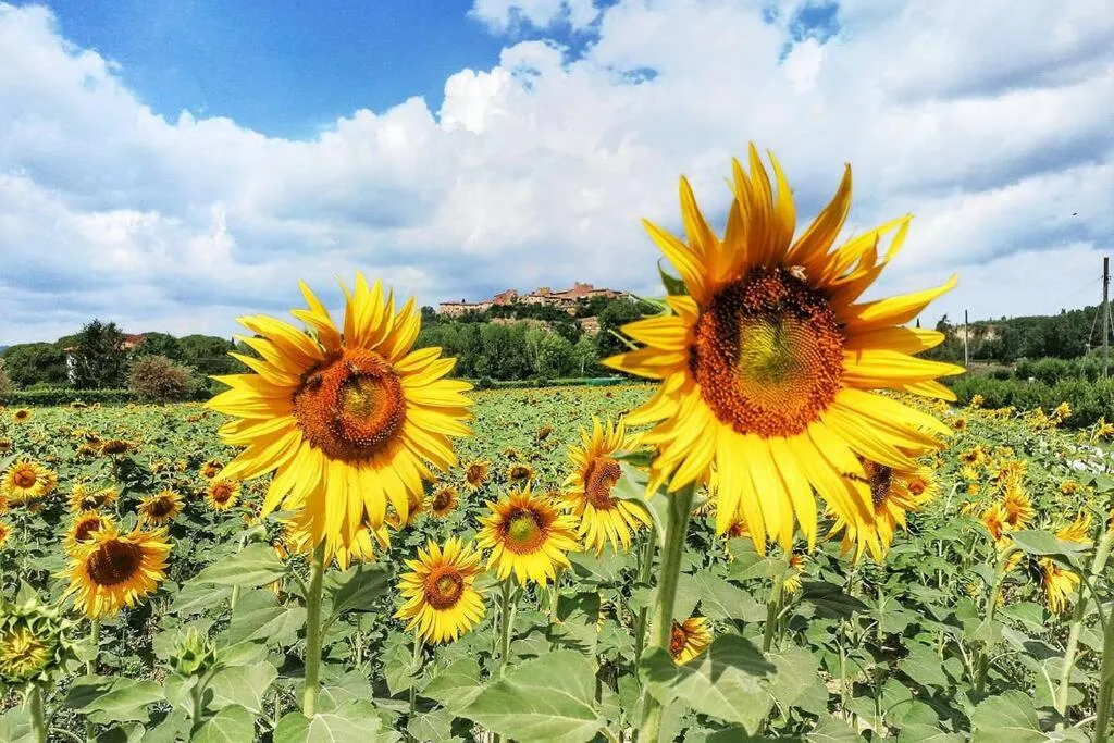 Natural landscape in La Suite Toscana
