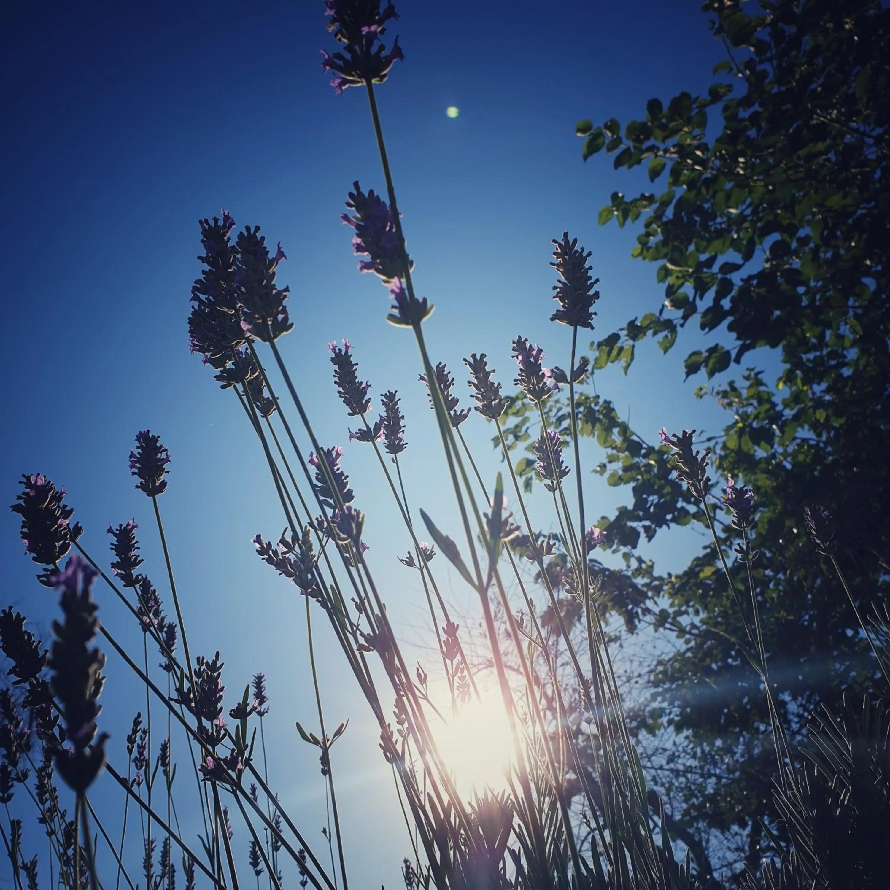 B&B Il giardino ritrovato