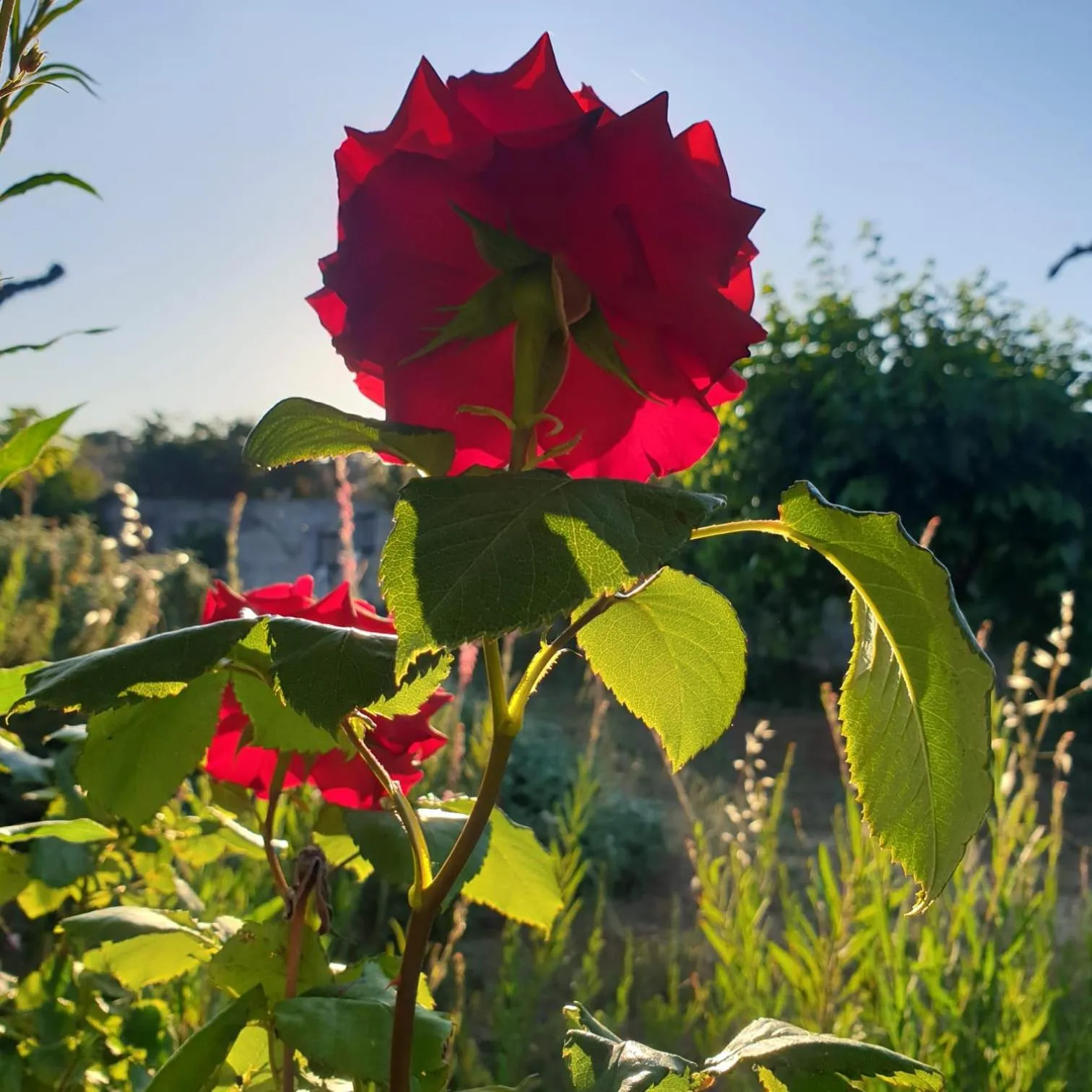 B&B Il giardino ritrovato