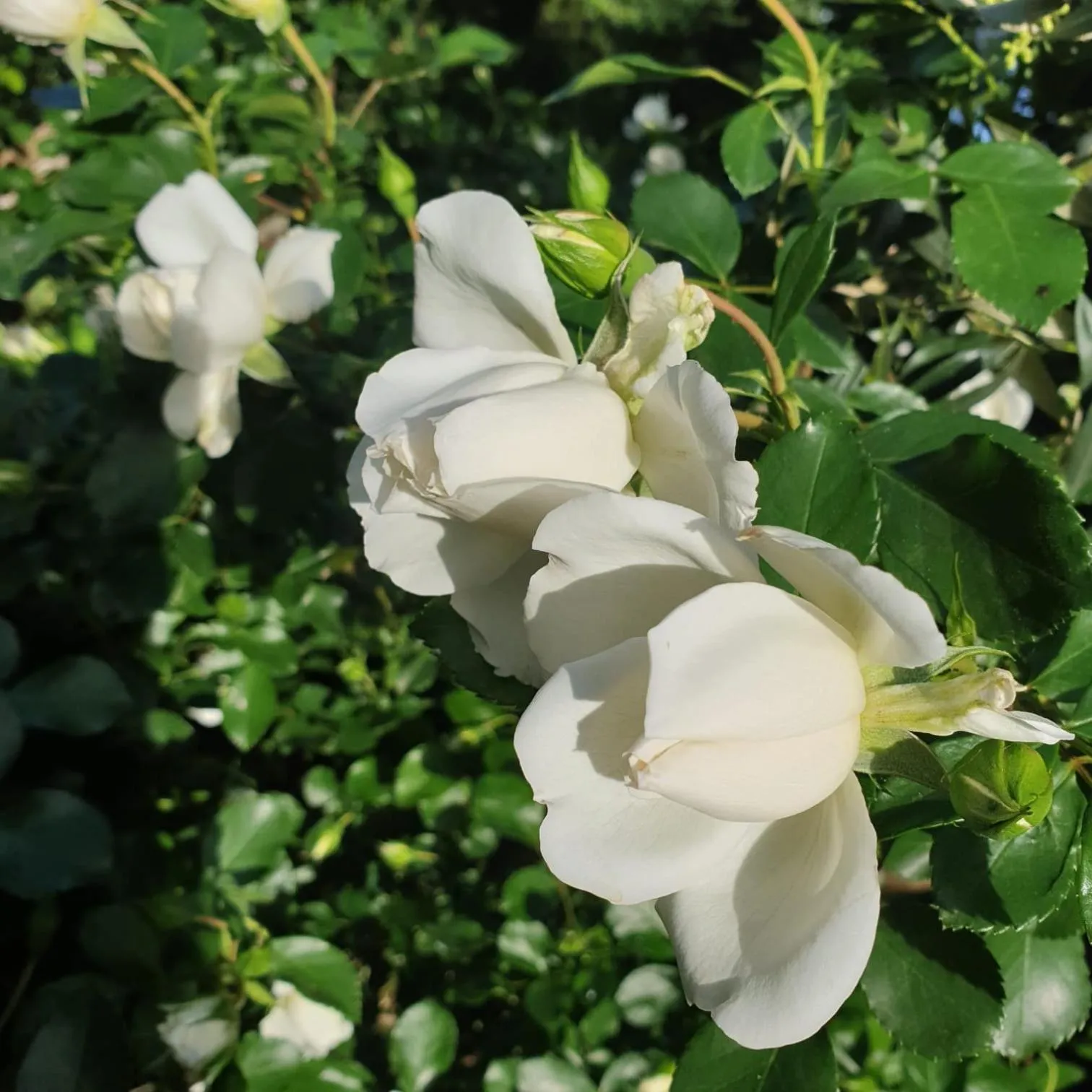 B&B Il giardino ritrovato