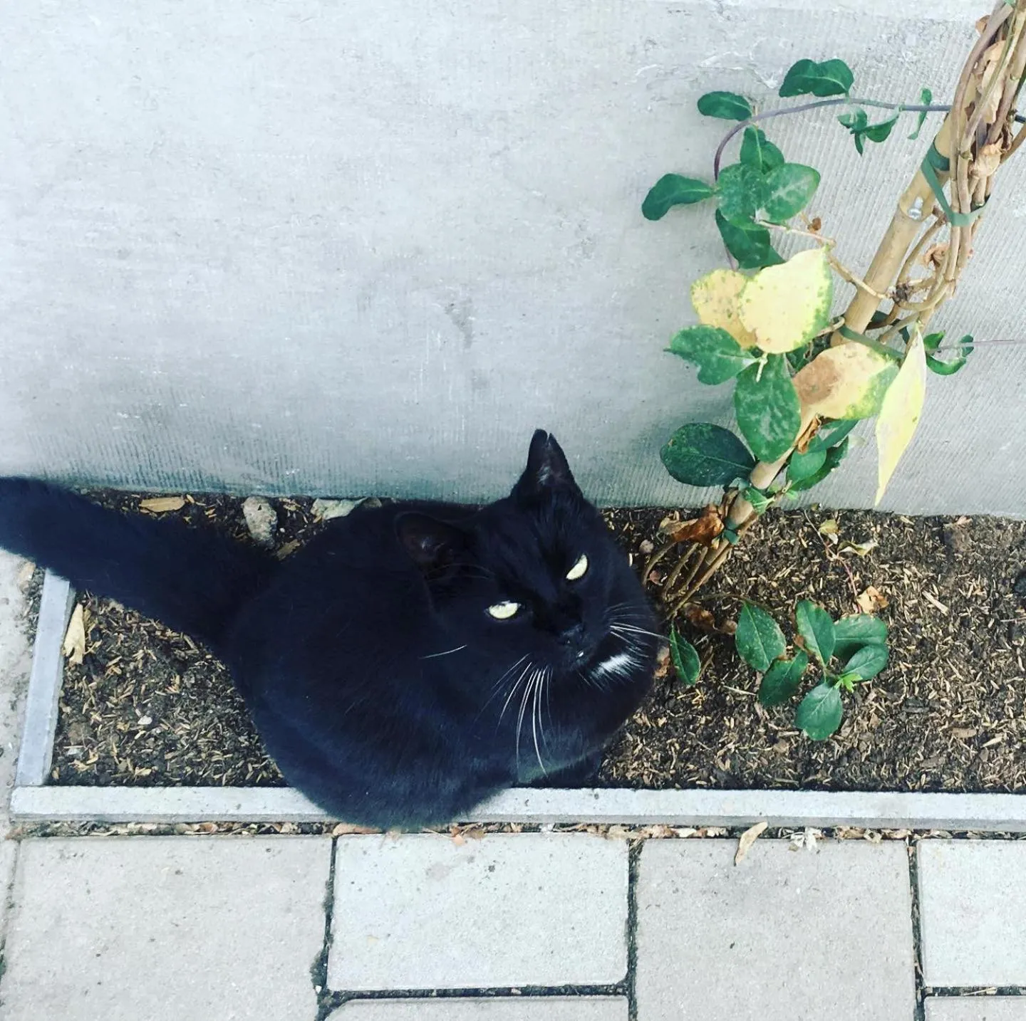 Pets in Koeketiene Rooms