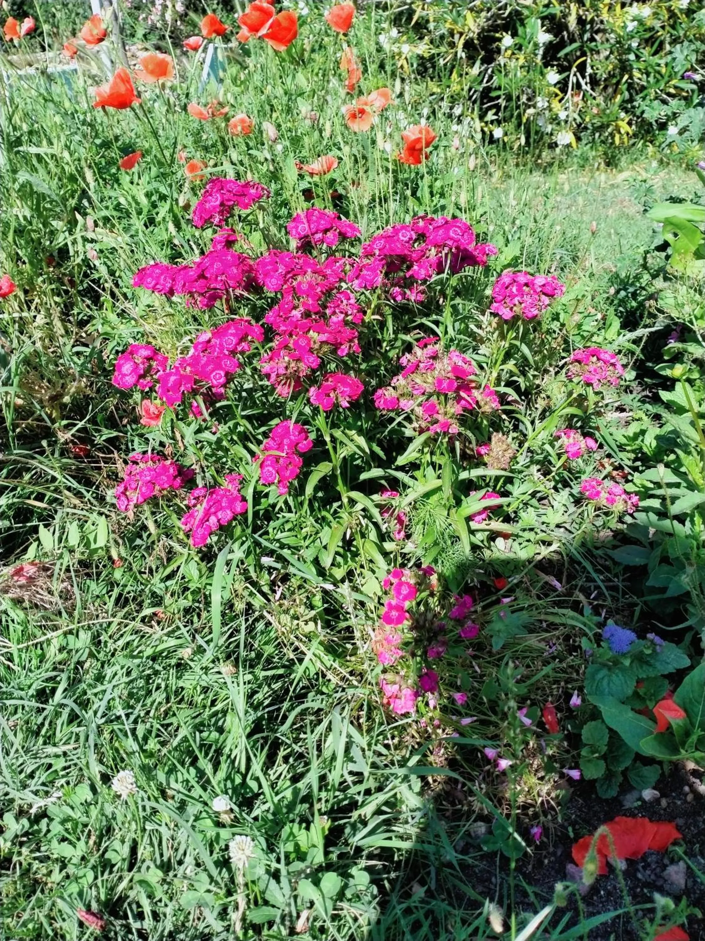 Spring in La Cadournaise