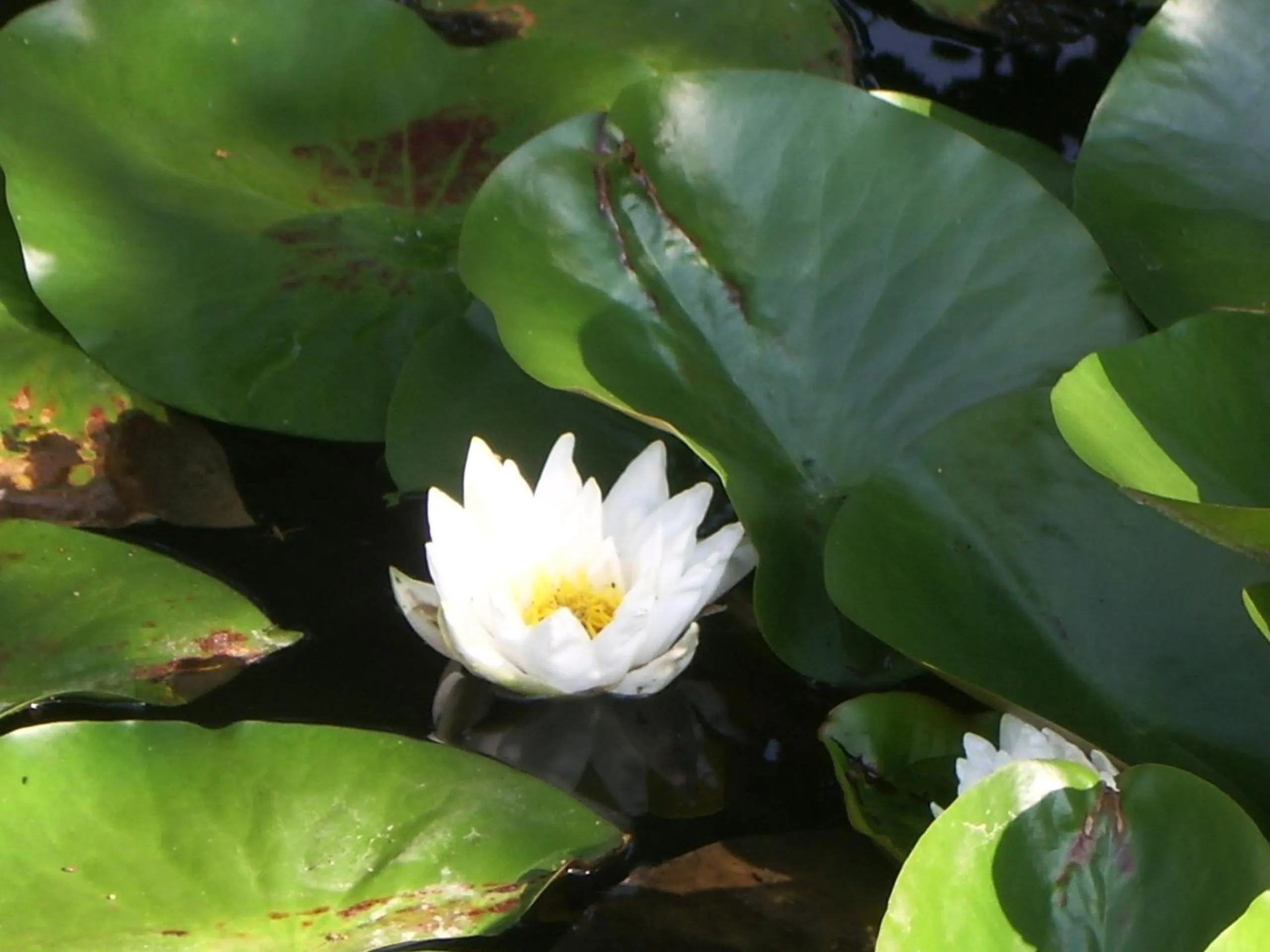 Garden in Hotel zum Buchenberg