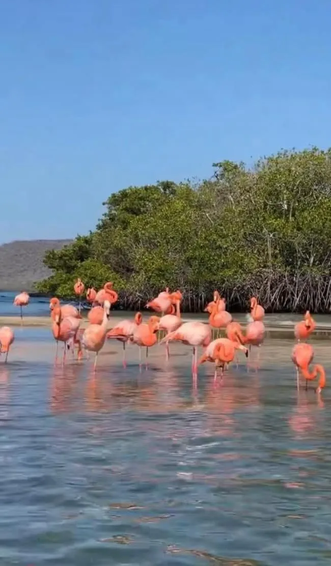 Royal Galápagos Inn