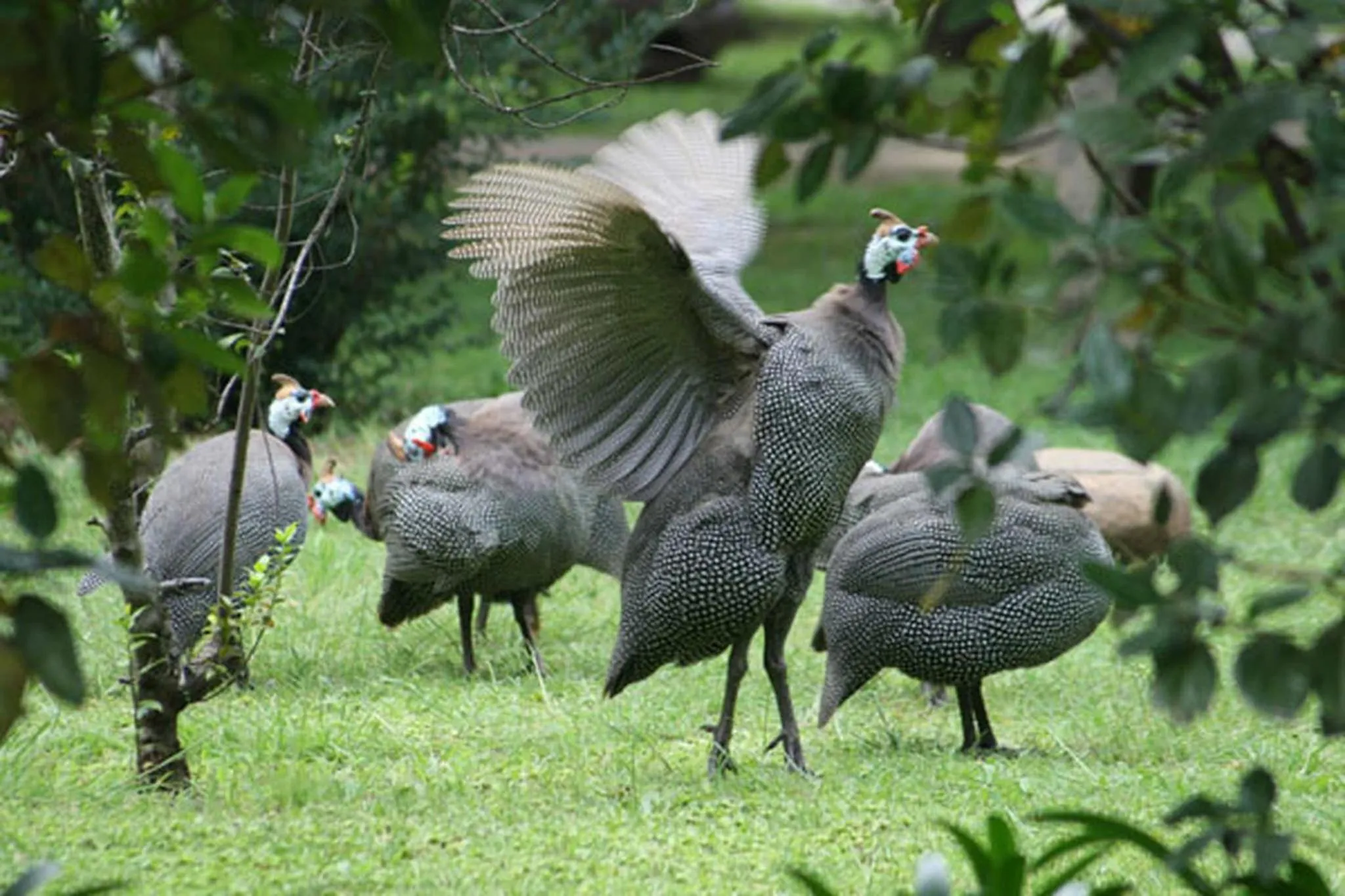 Animals in Aquanzi Lodge