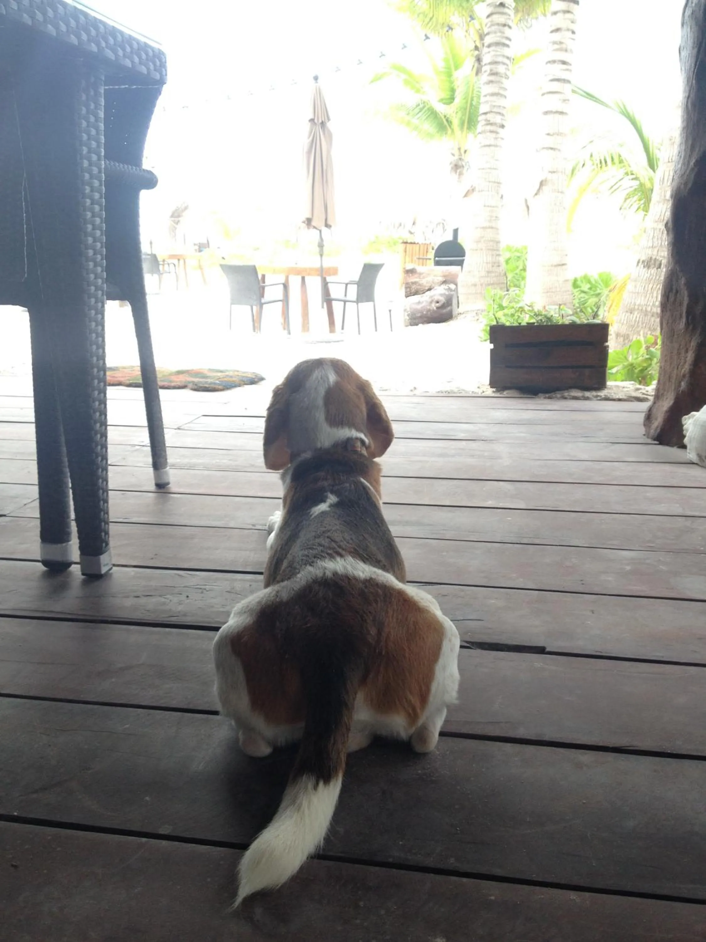 Pets in Casa Iguana Holbox - Beachfront Hotel
