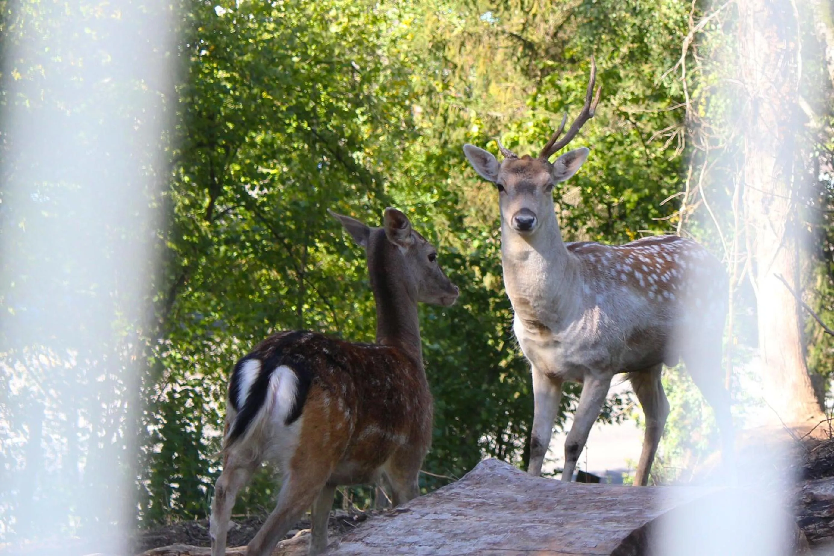 Garden in Chez Madame Irma
