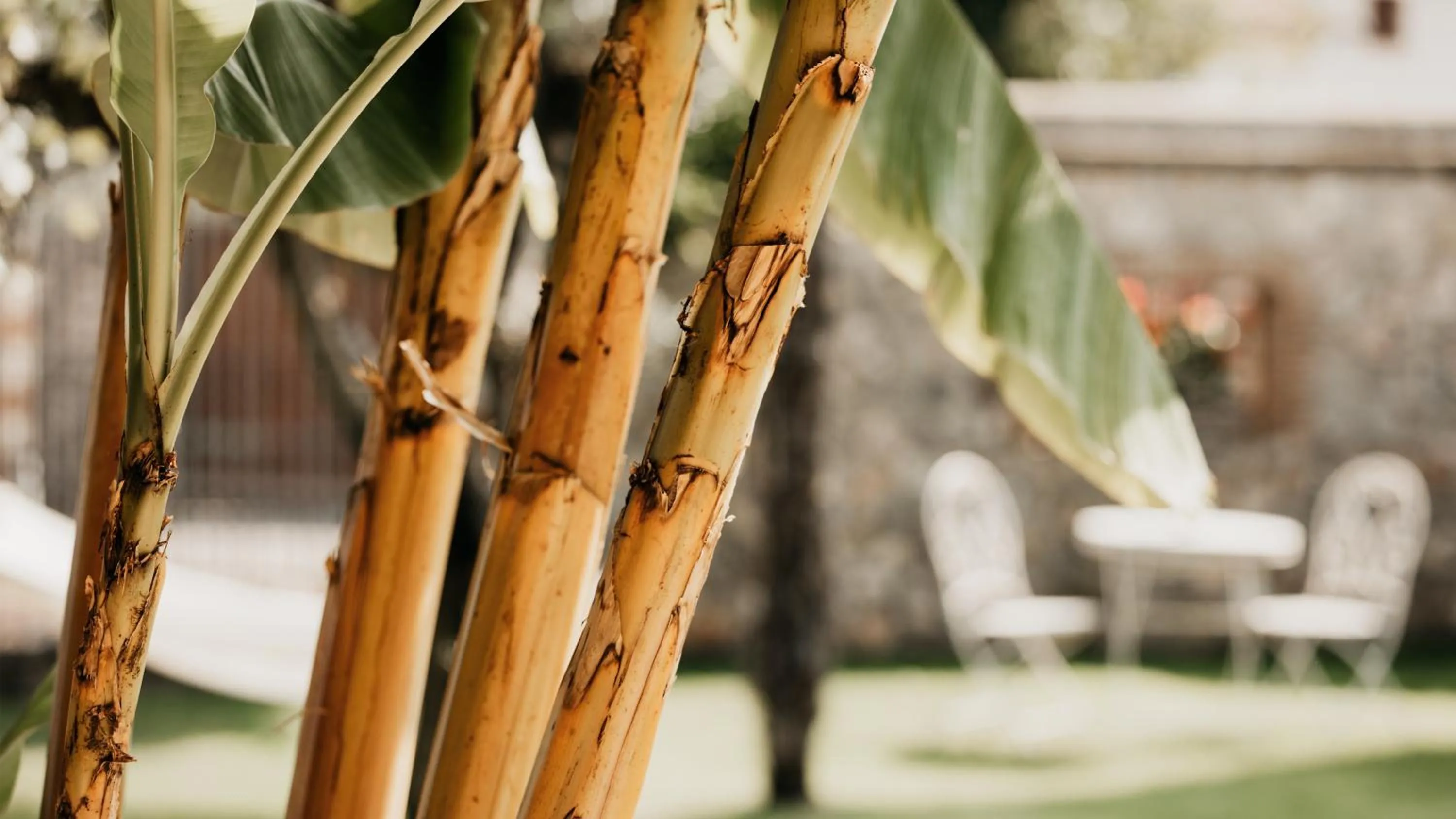 Garden in B&B Antico Borgo Marcemigo