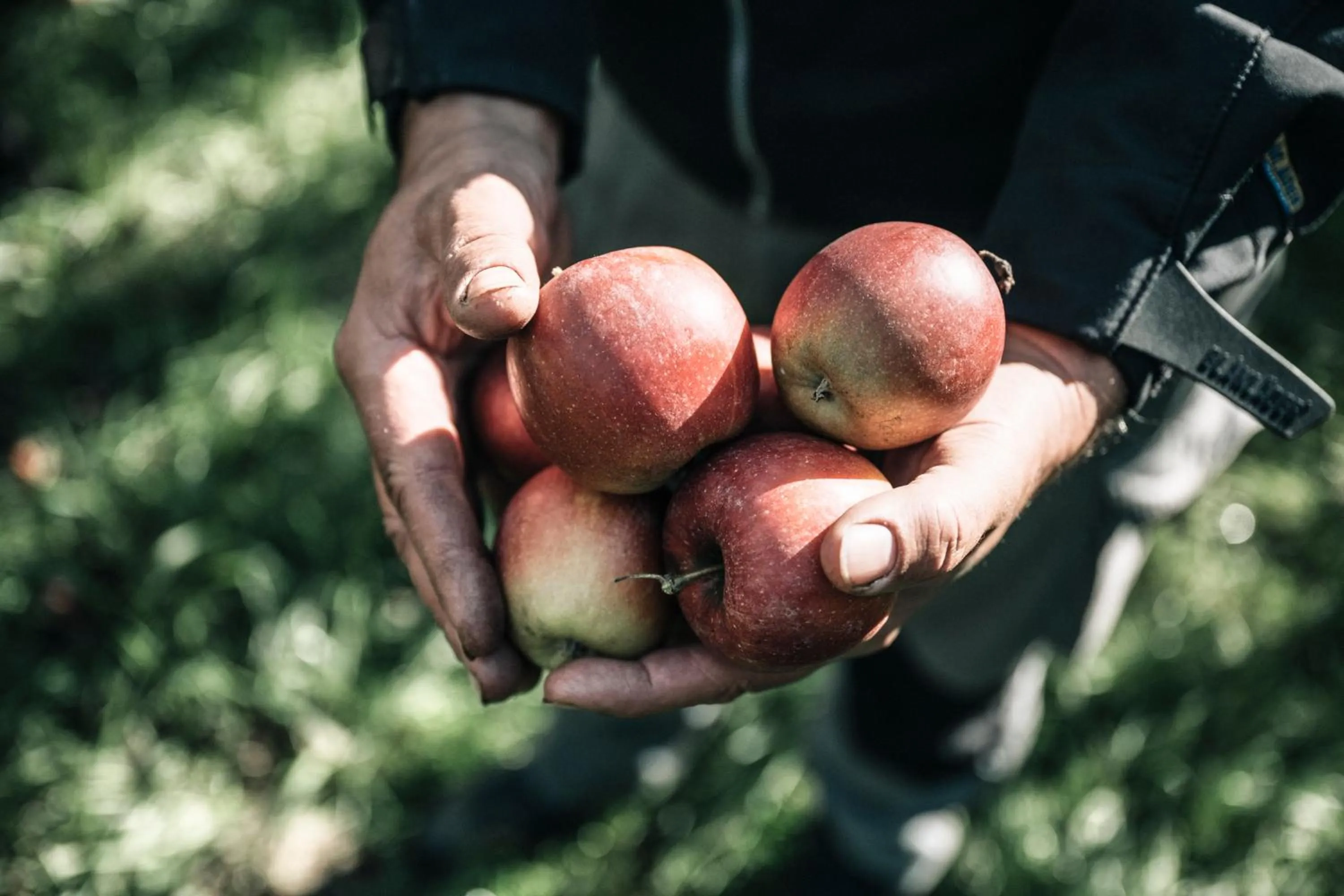 Food in Biohotel theiner's garten