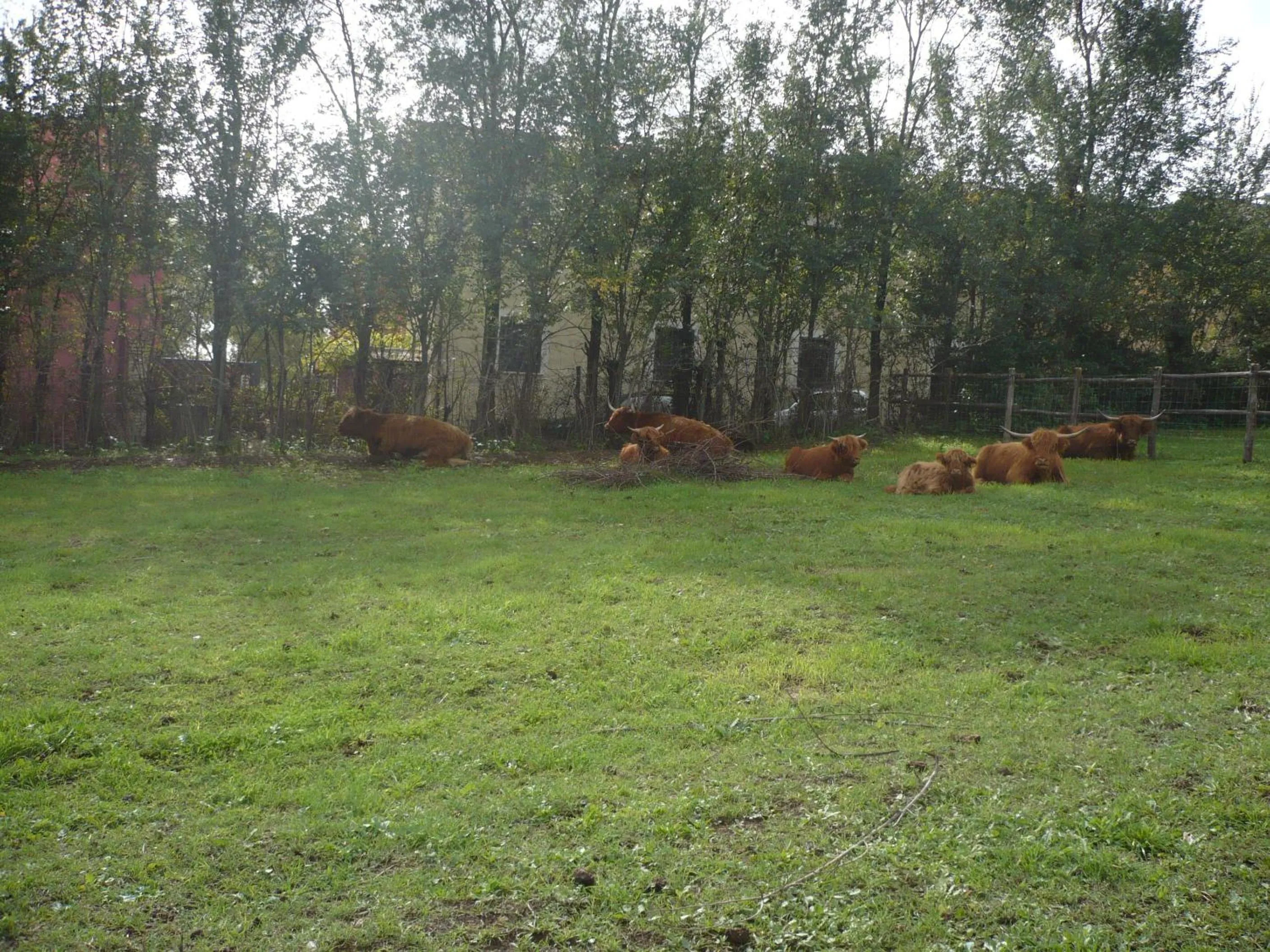 Animals in Il Baffetto B&B