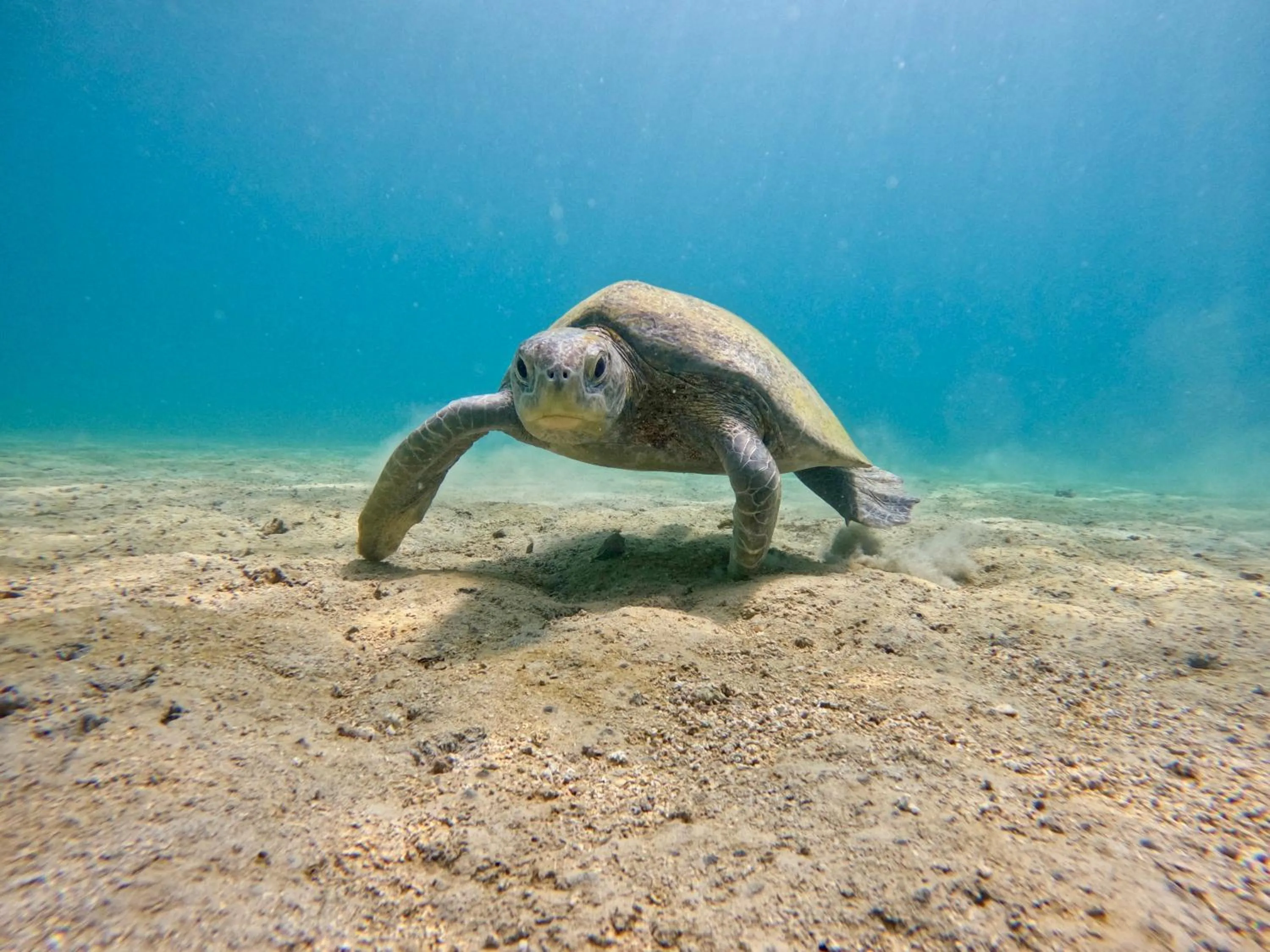 Natural landscape in Catalina's Hideaway