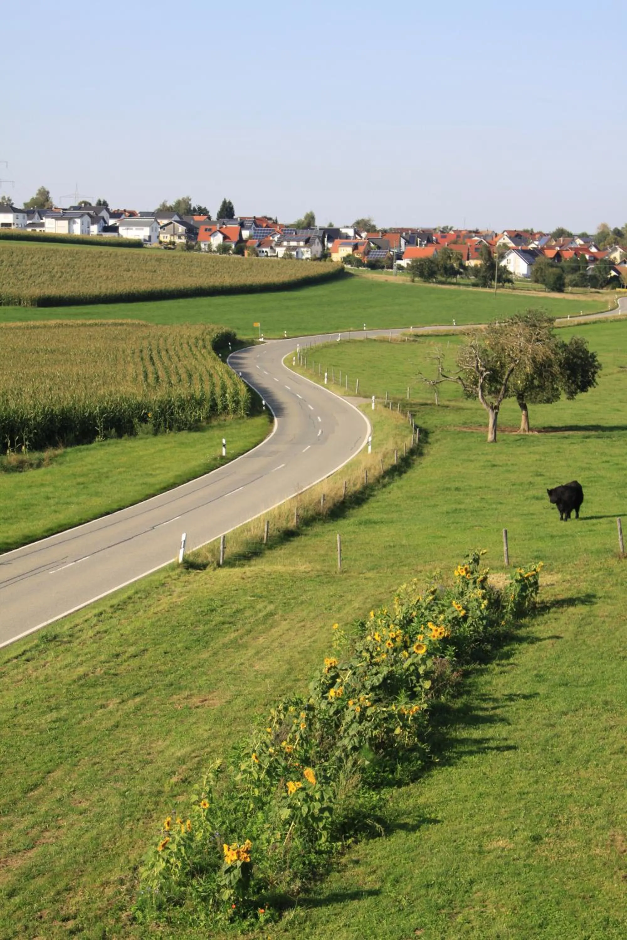 Traubshof