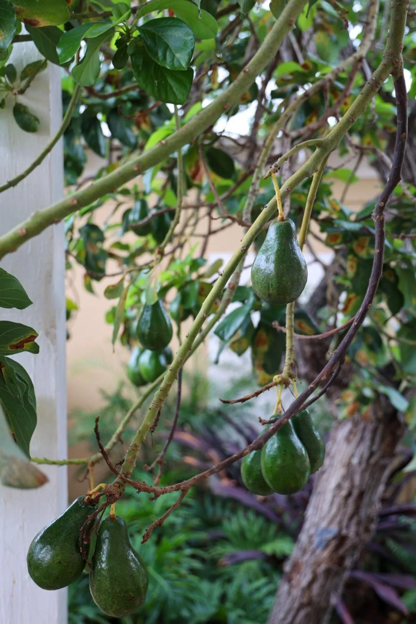 Garden in Victoria House