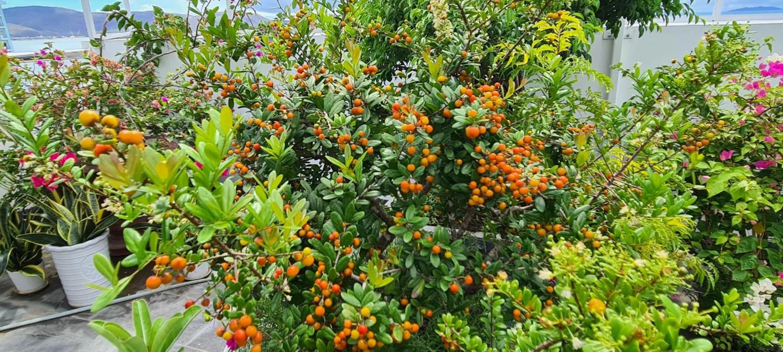 Garden in Ocean View Quy Nhon Hotel