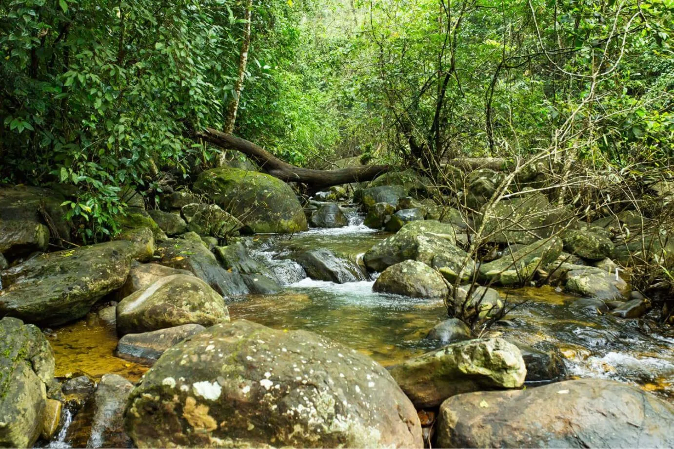 Natural landscape in Vythiri Mist Resort