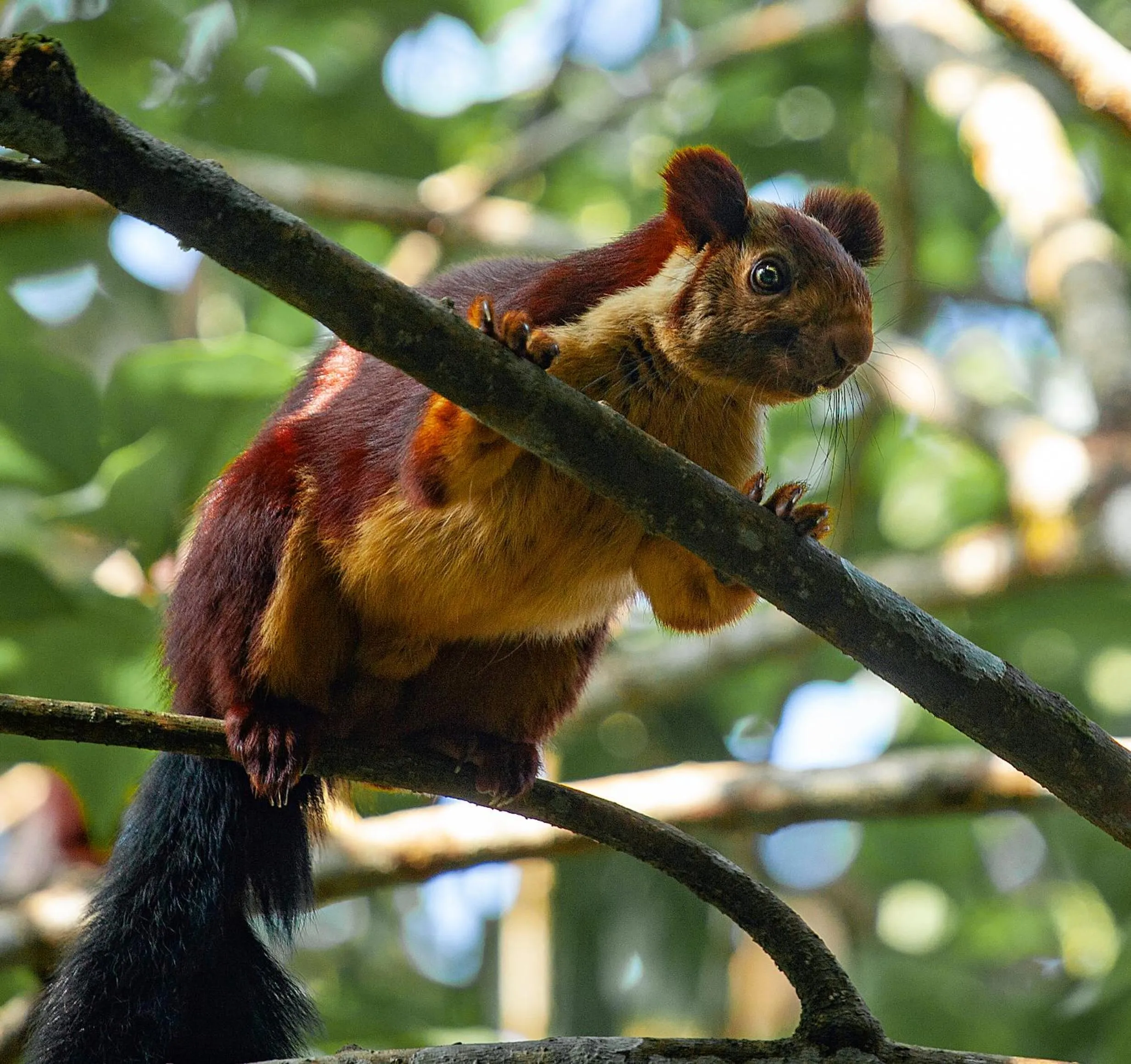 Animals in Vythiri Mist Resort