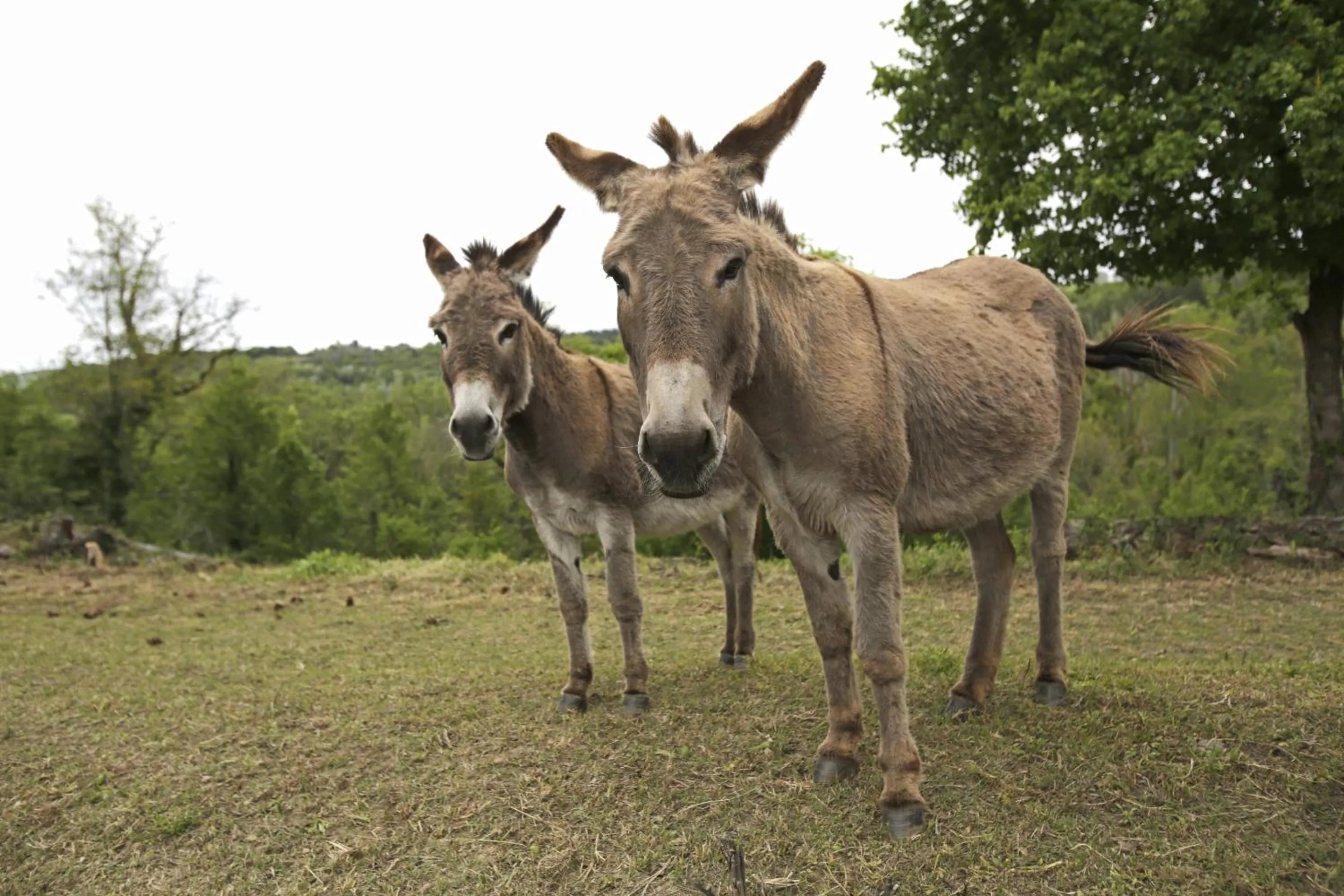 Other in Les Ânes de Forcalquier