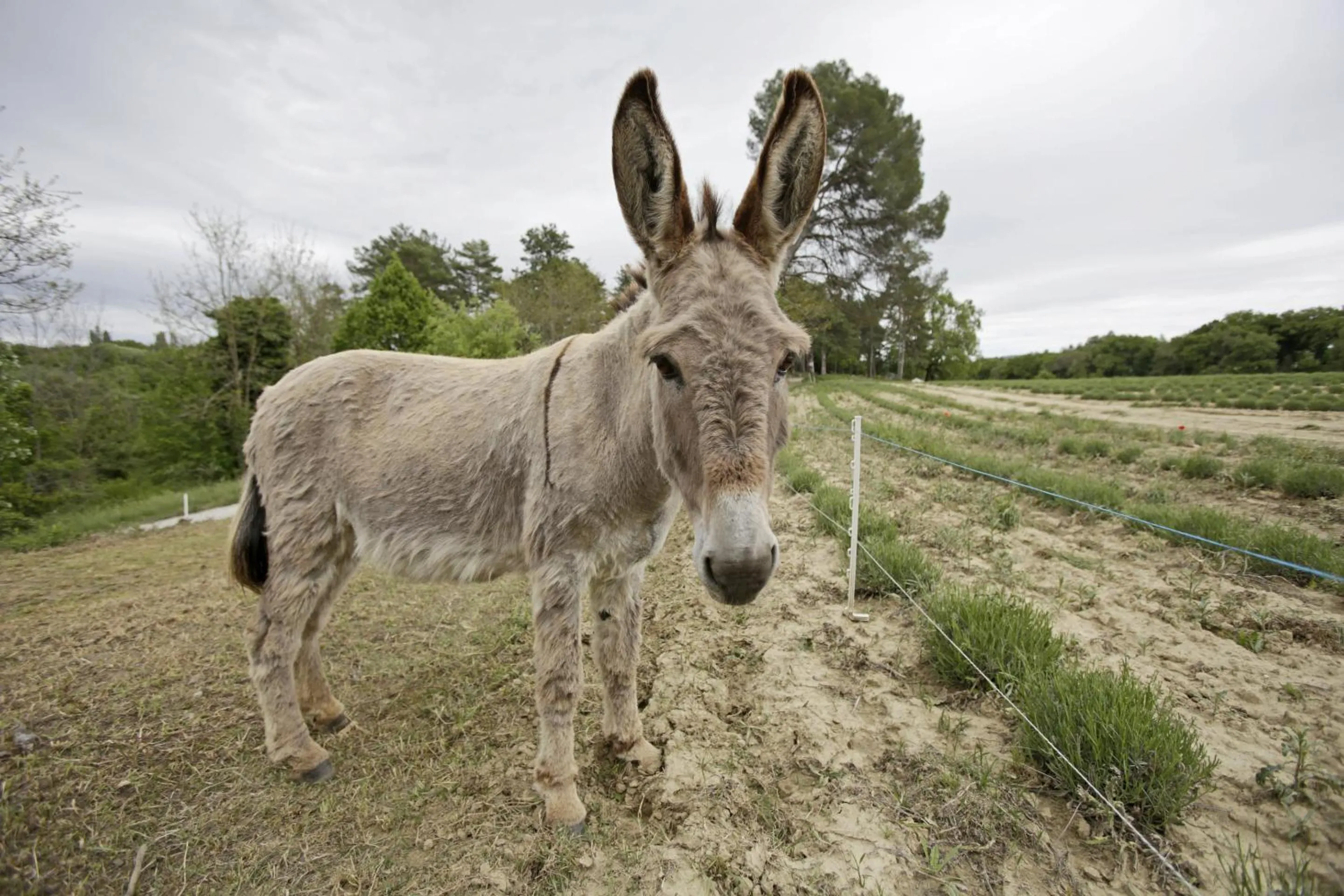Other in Les Ânes de Forcalquier