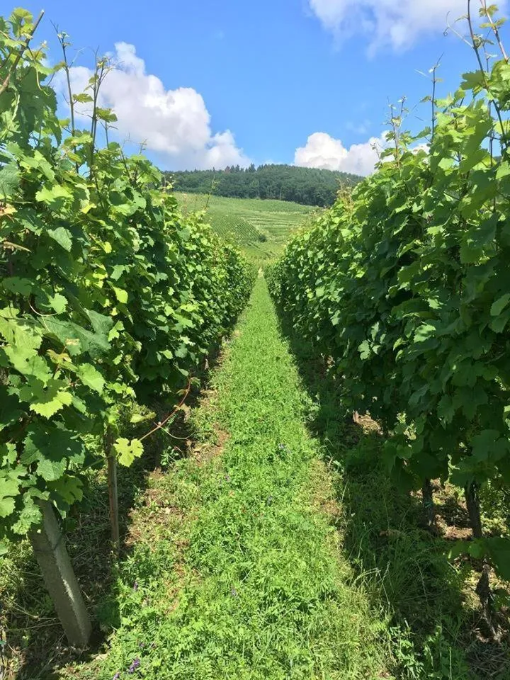 Bedroom in Chambres Thirion