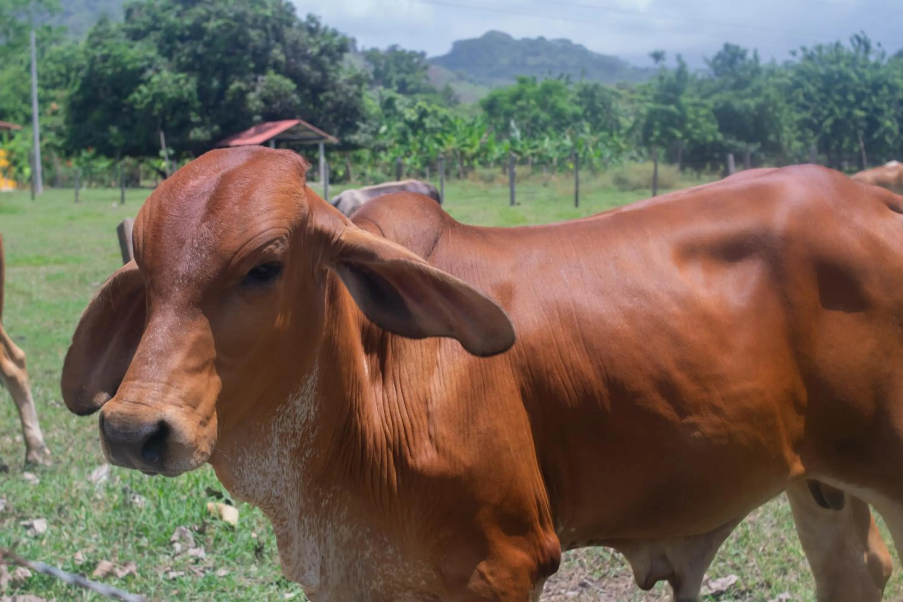 Horse-riding in Senderos del Mar - Tayrona