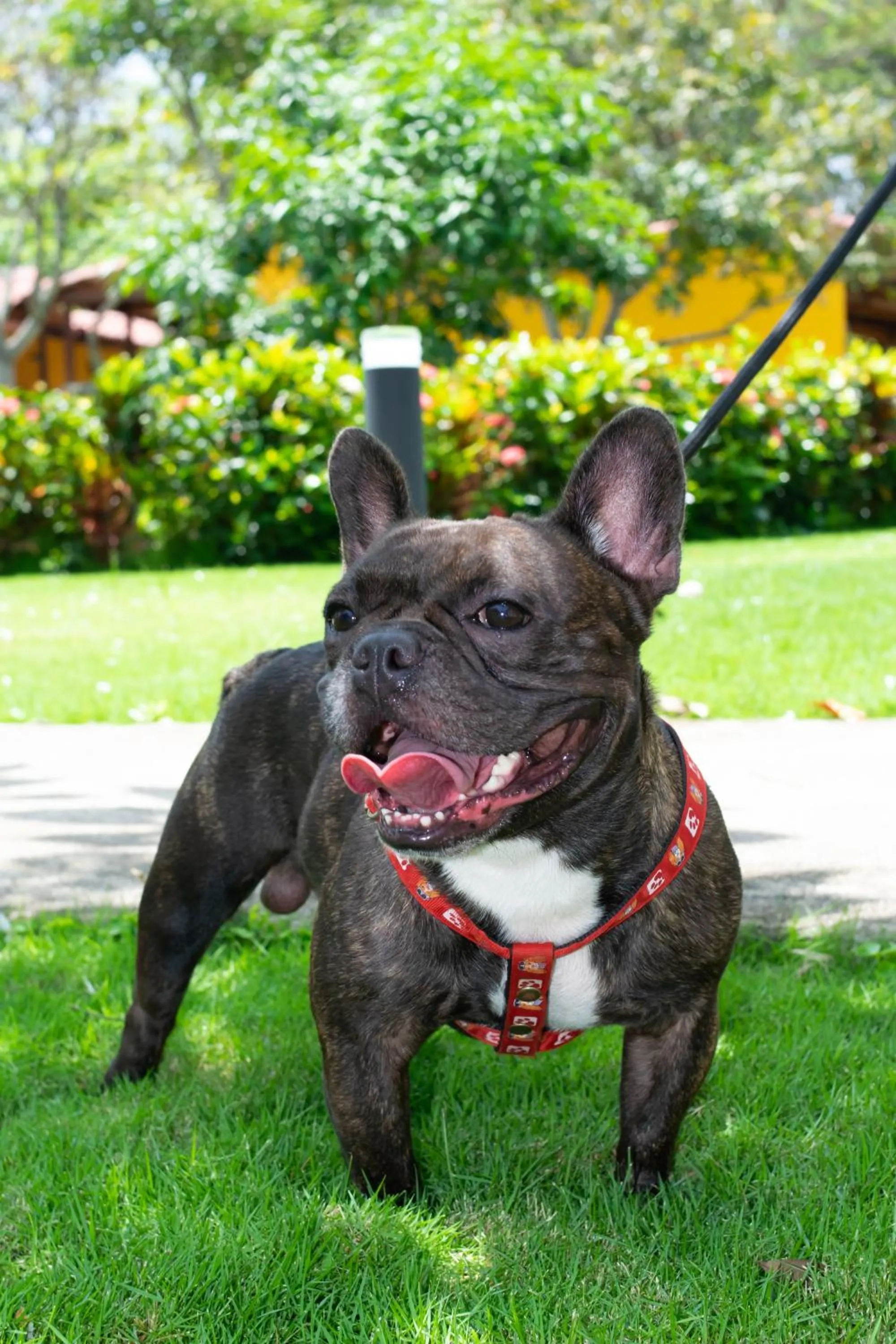 Garden in Senderos del Mar - Tayrona
