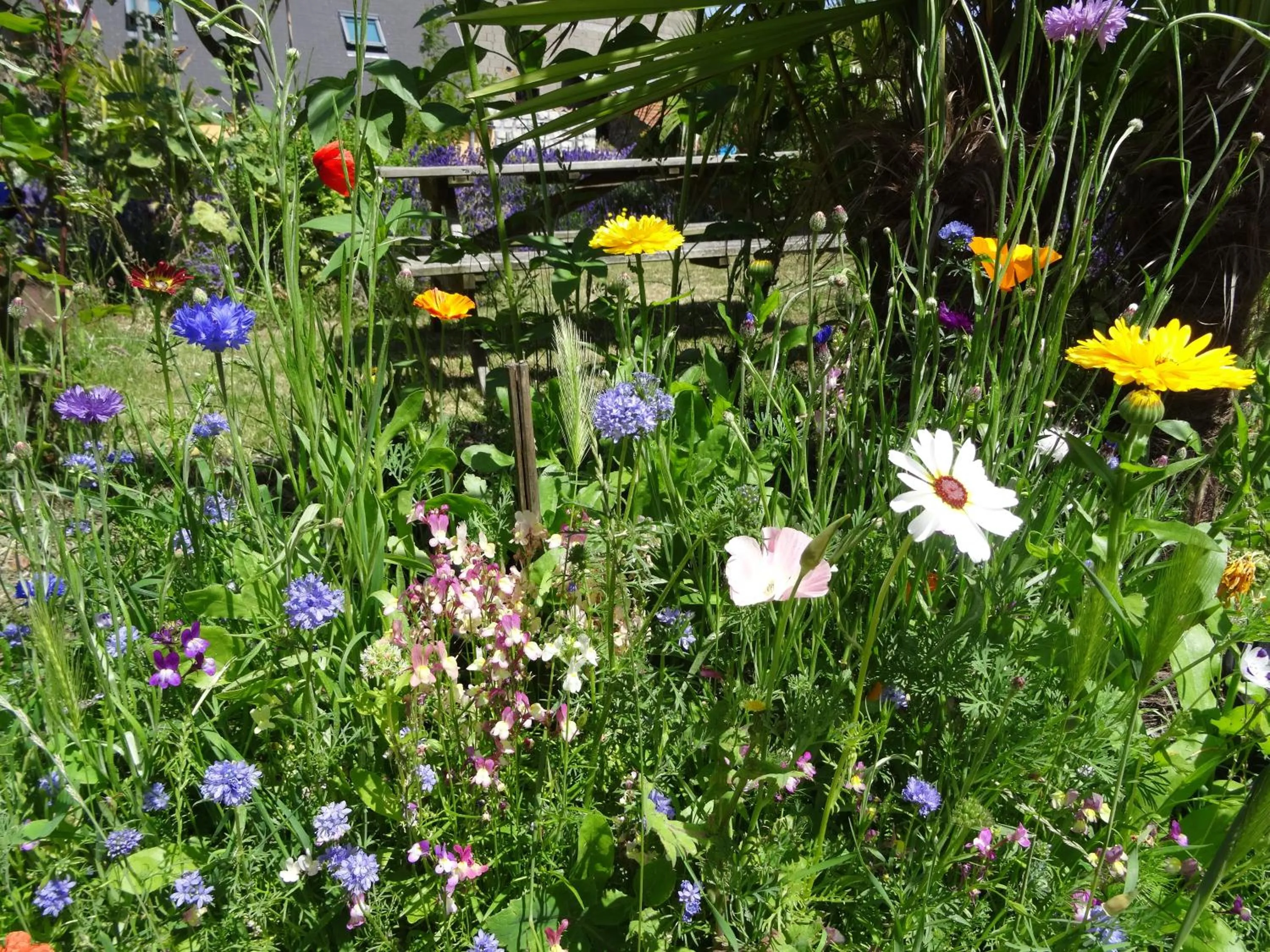 Garden in Studio "LA MEDINA", PISCINE dès le 12 juillet, JARDIN BOTANIQUE, COMMERCES &MER