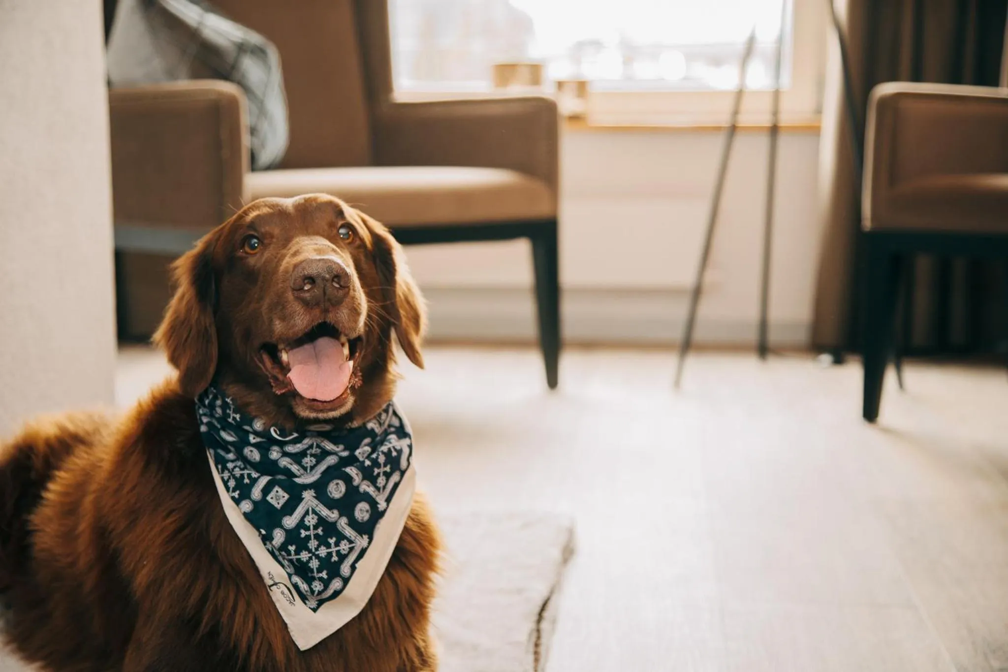 Photo of the whole room in Hotel Dakota