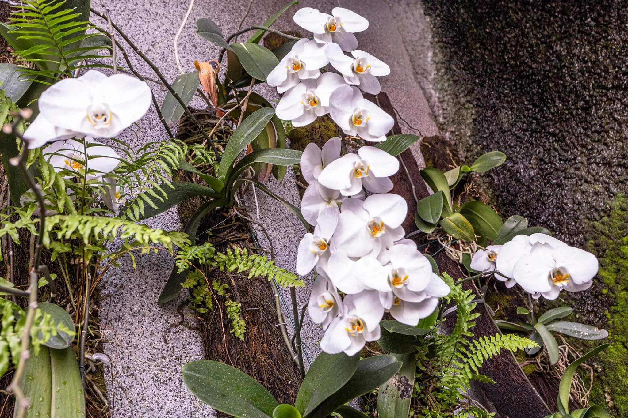Garden in Nikkey Palace Hotel