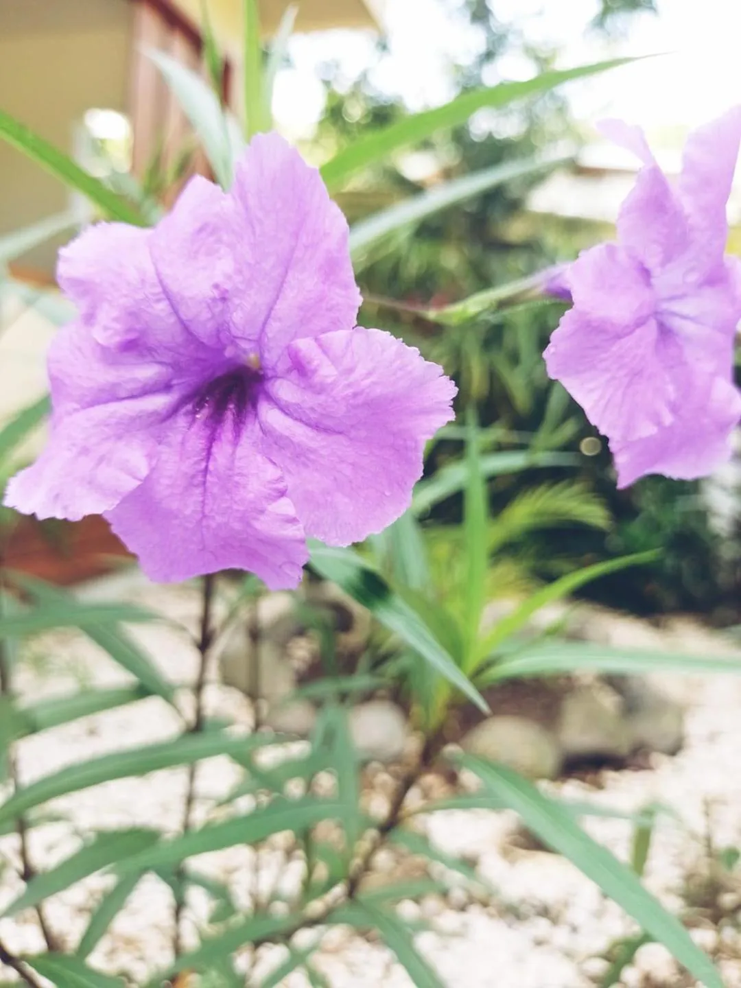 Property building in Montelaguna Boutique Hotel