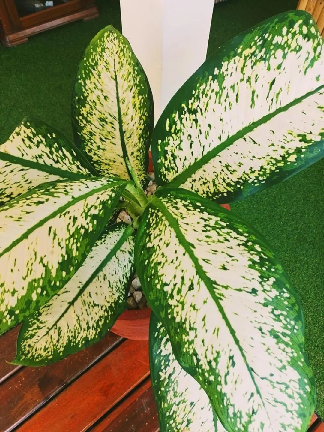 Montelaguna Boutique Hotel